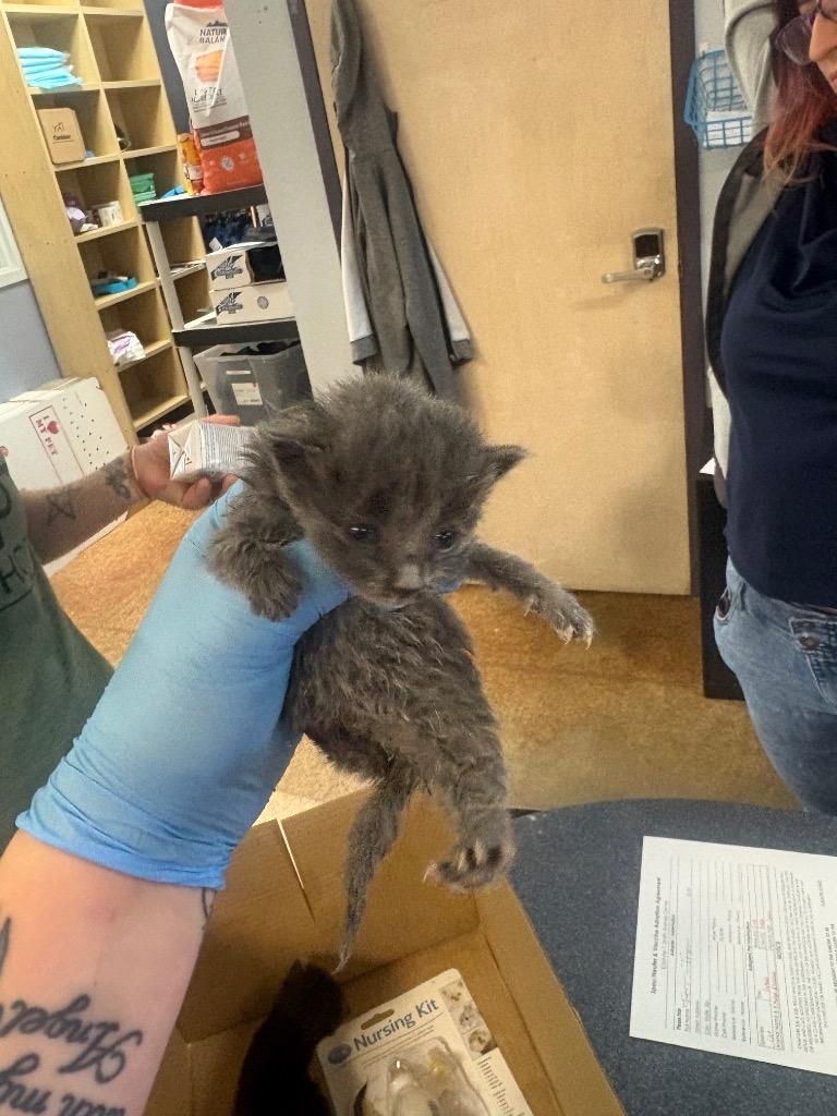 Crown, Adoptable, Kitten Male Domestic Short Hair.