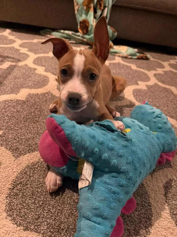 Enlarge Bennie, a Adoptable Pit Bull Terrier in Saint Paul, MN image 1/3