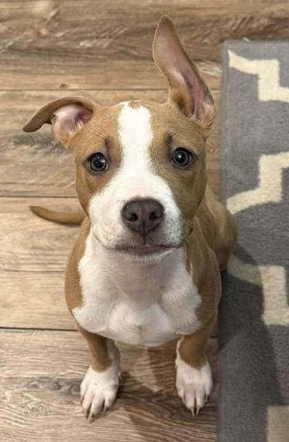 Enlarge Bennie, a Adoptable Pit Bull Terrier in Saint Paul, MN image 2/3