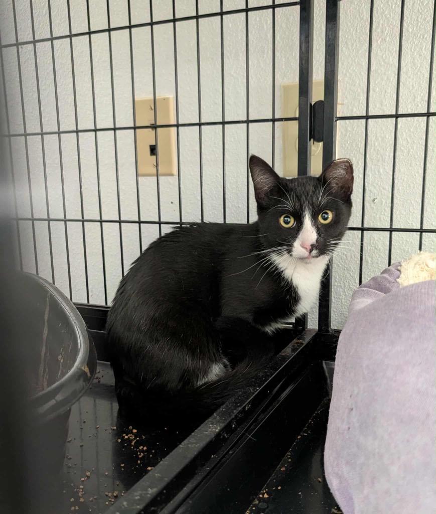 Enlarge Conway, a Adoptable Tuxedo in Grand Junction, CO image 1/1
