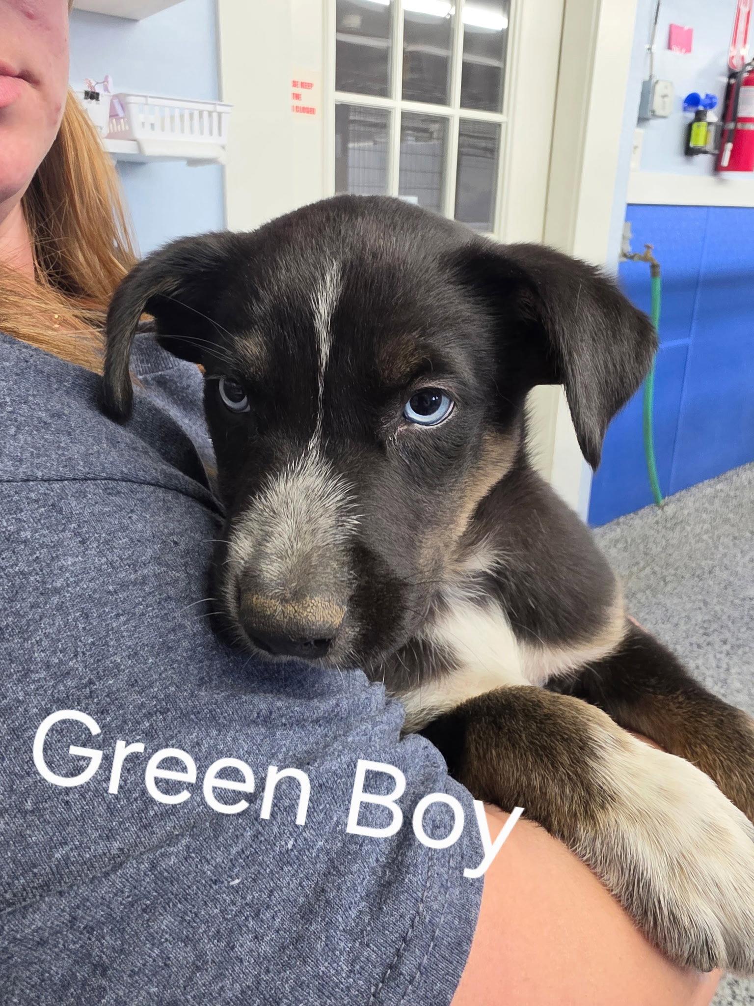 Puppy - Green boy, Adoptable, Young Male Mixed Breed.