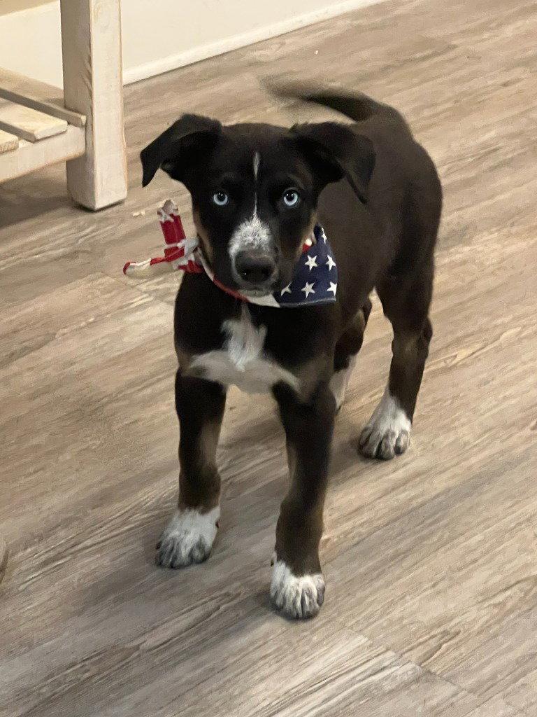 Puppy - Green boy, a Adoptable Mixed Breed in Emmett, ID image 2/2