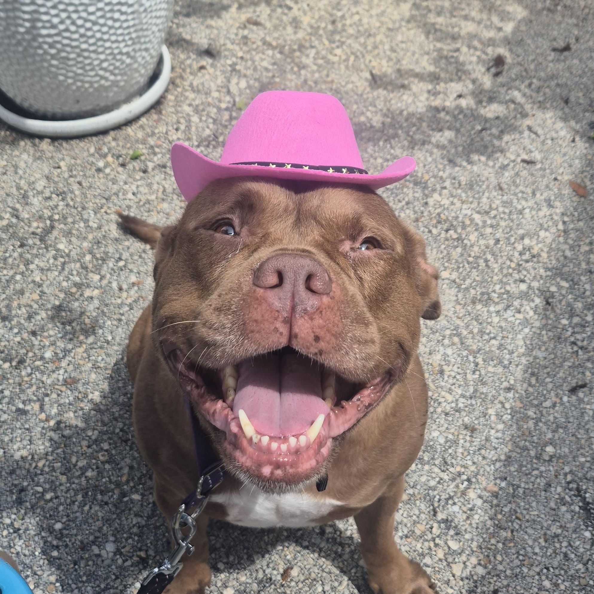 Enlarge Coco, a Adoptable mixed breed in Melbourne , FL image 2/6
