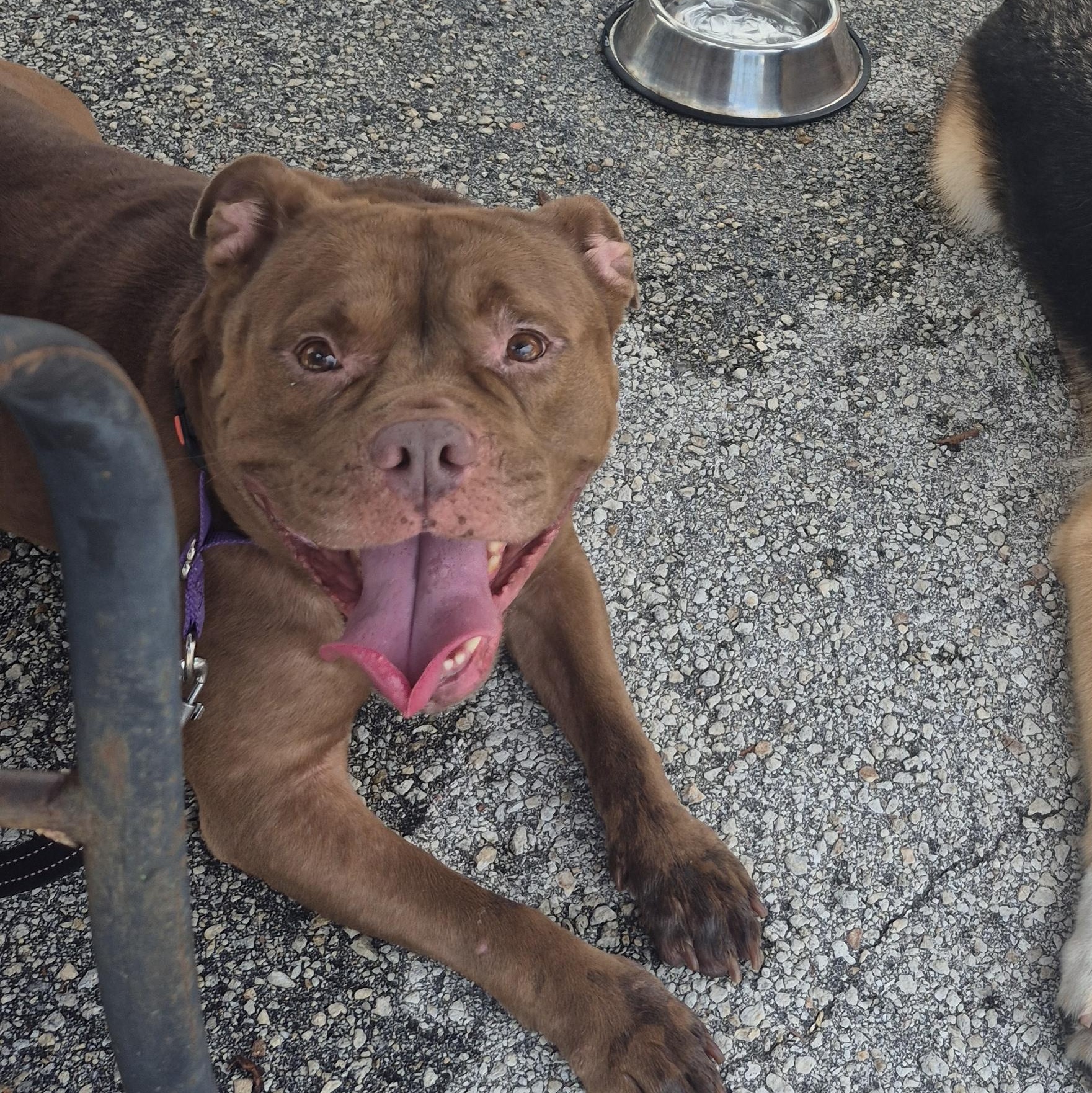 Enlarge Coco, a Adoptable mixed breed in Melbourne , FL image 5/6