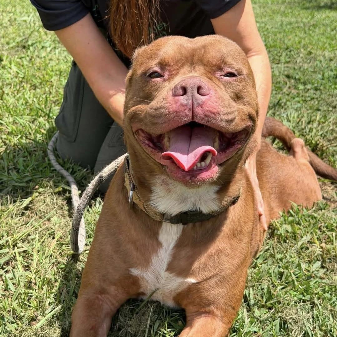 Enlarge Coco, a Adoptable mixed breed in Melbourne , FL image 3/6
