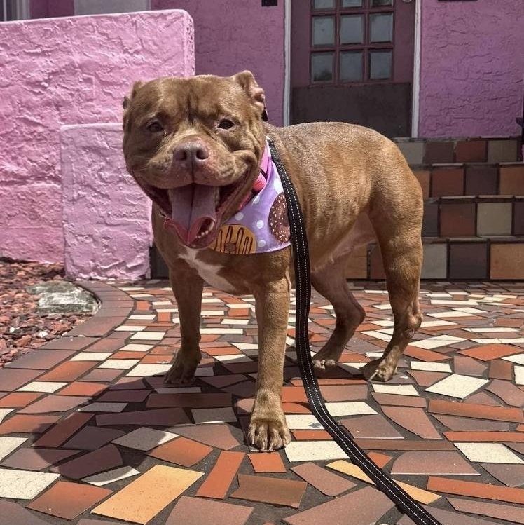 Enlarge Coco, a Adoptable mixed breed in Melbourne , FL image 6/6