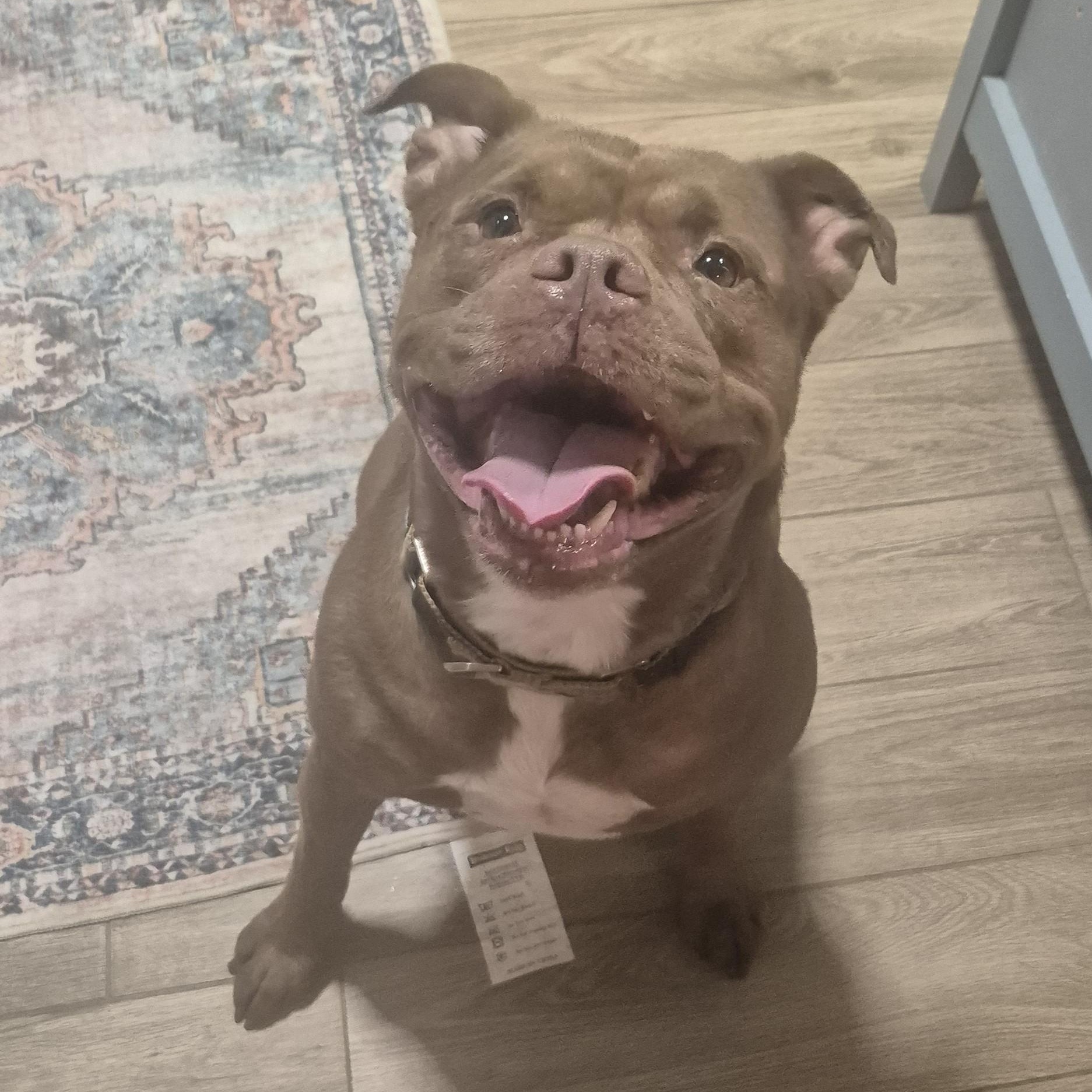 Coco, Adoptable, Adult Female American Bulldog & American Bully.