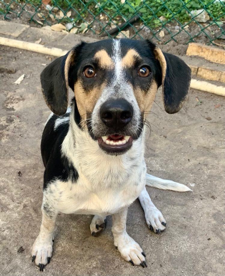 Gaston, a Adoptable mixed breed in Miami, FL image 1/3