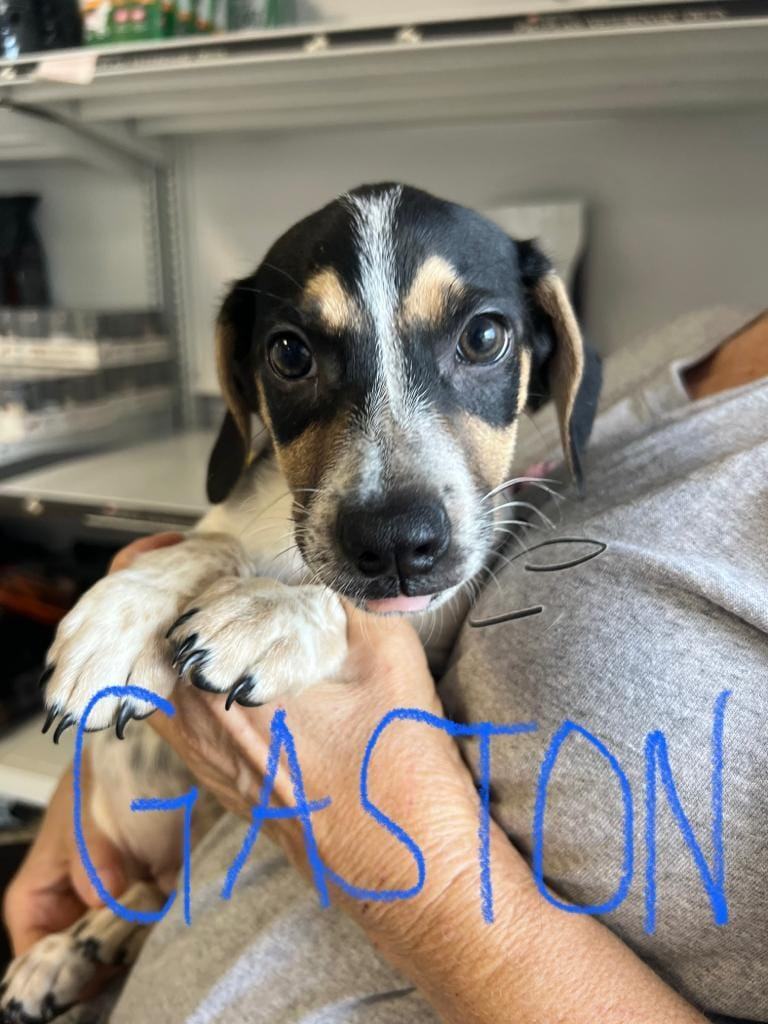 Gaston, a Adoptable mixed breed in Miami, FL image 2/3
