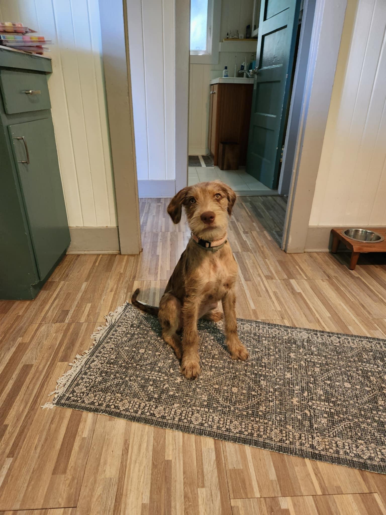 MELETTI - (JJ) MAUI HAWAII, an adoptable Catahoula Leopard Dog, German Wirehaired Pointer in Roundup, MT, 59072 | Photo Image 3