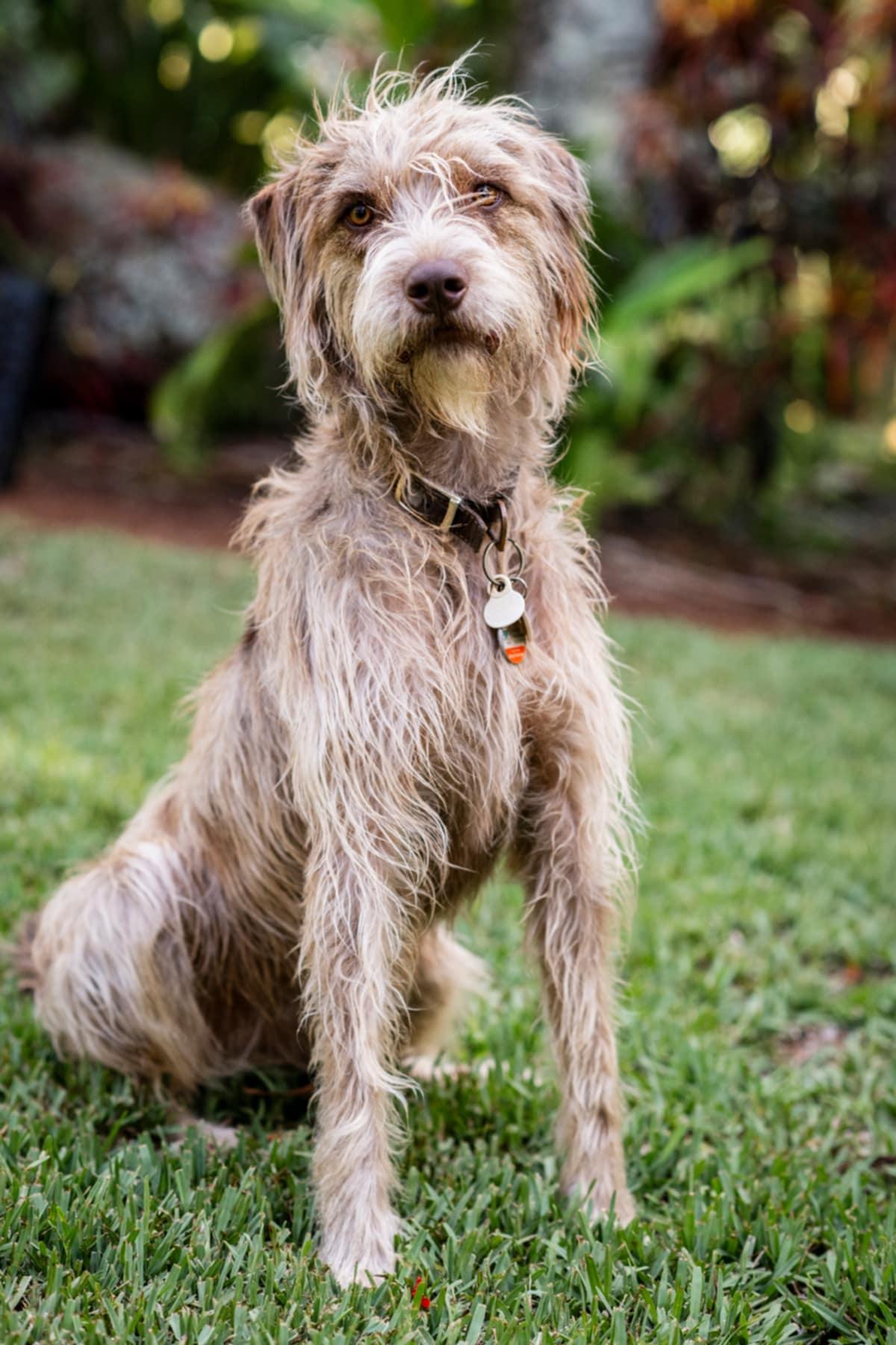 MELETTI - (JJ) MAUI HAWAII, Adoptable, Young Female Catahoula Leopard Dog & German Wirehaired Pointer.