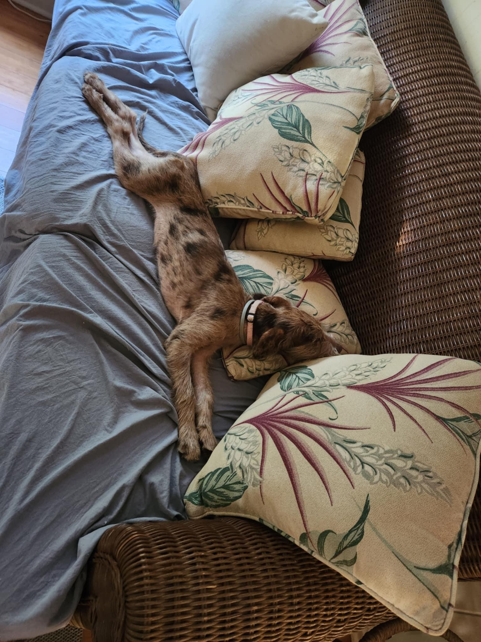 MELETTI - (JJ) MAUI HAWAII, an adoptable Catahoula Leopard Dog, German Wirehaired Pointer in Roundup, MT, 59072 | Photo Image 2