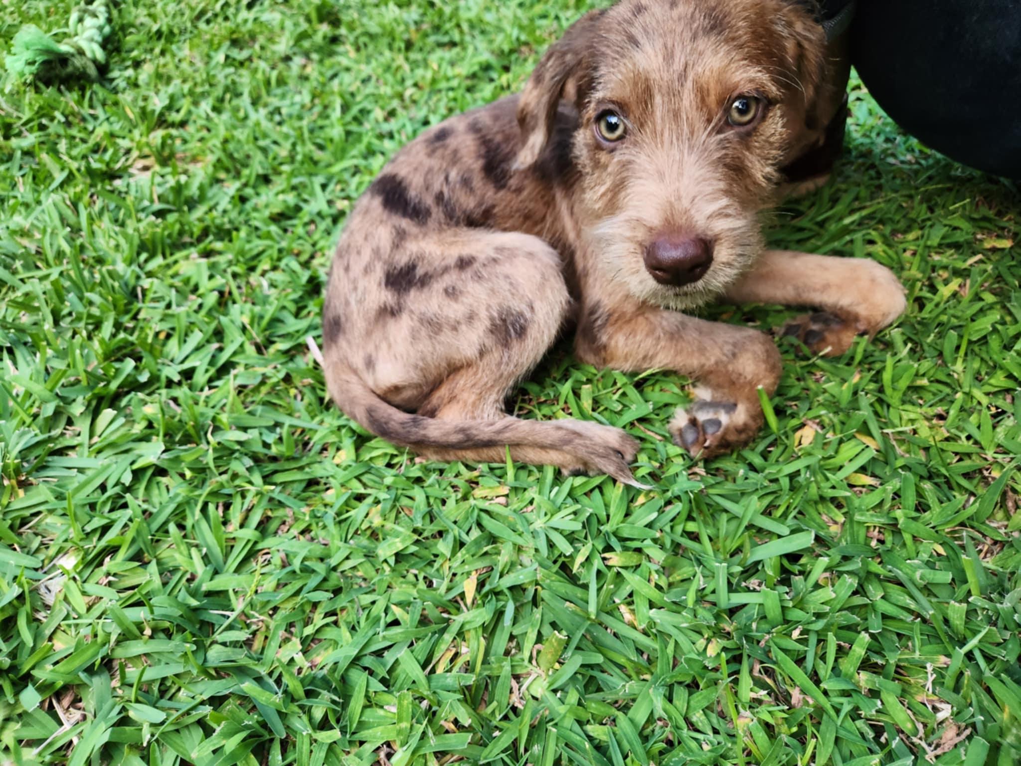 MELETTI - (JJ) MAUI HAWAII, an adoptable Catahoula Leopard Dog, German Wirehaired Pointer in Roundup, MT, 59072 | Photo Image 4