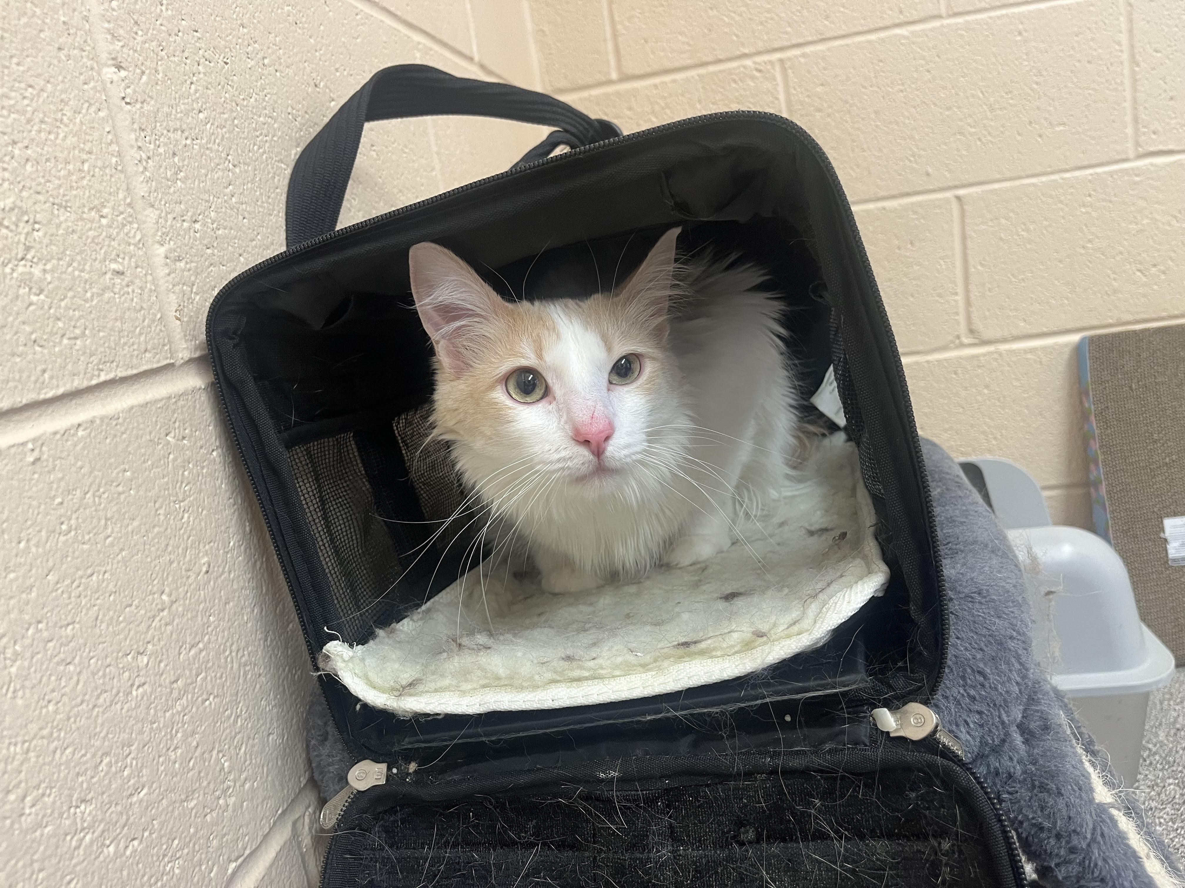 Enlarge Saraphina, a ADOPTABLE Domestic Medium Hair in Washington, UT image 1/1