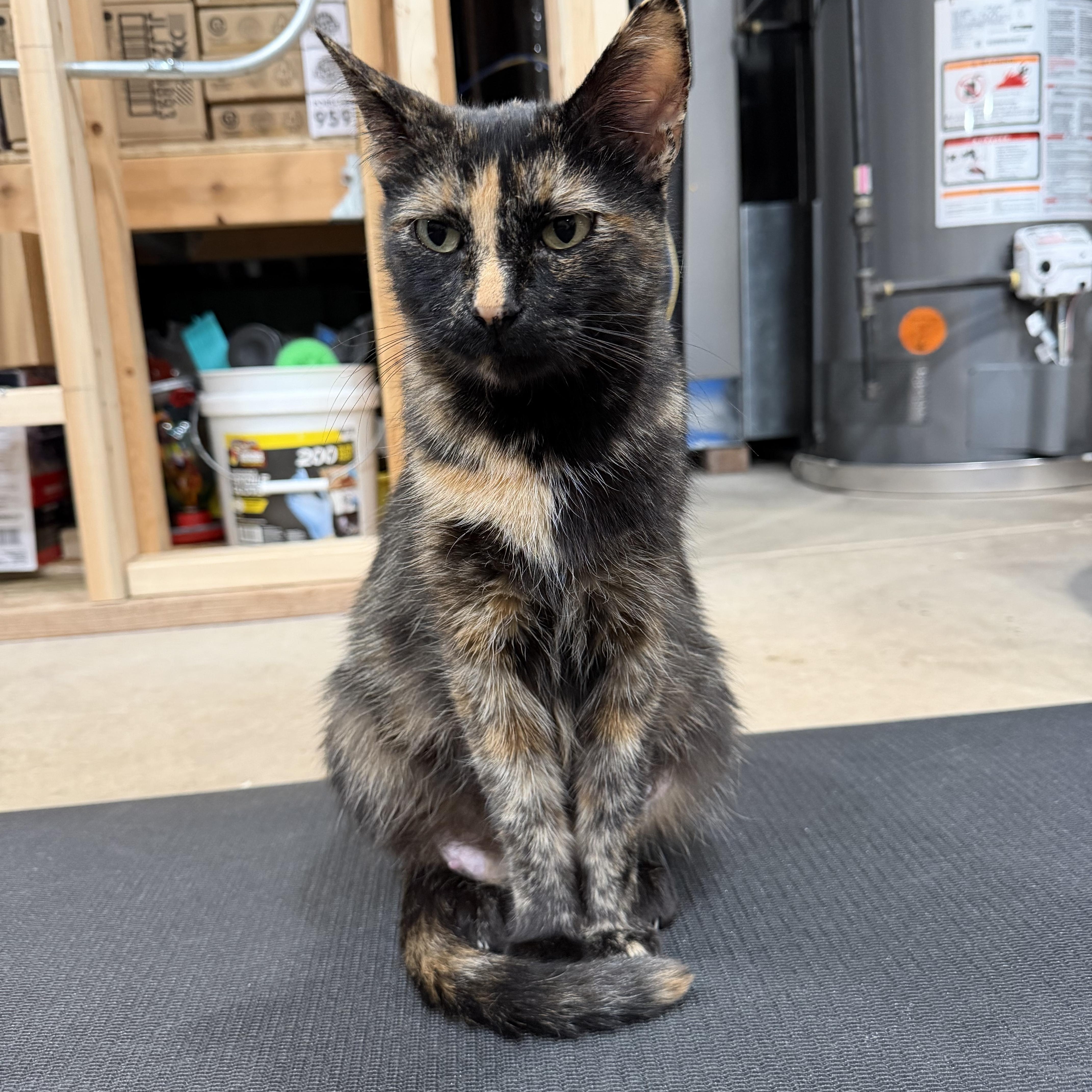 Belle, ADOPTABLE, Adult Female Tortoiseshell.