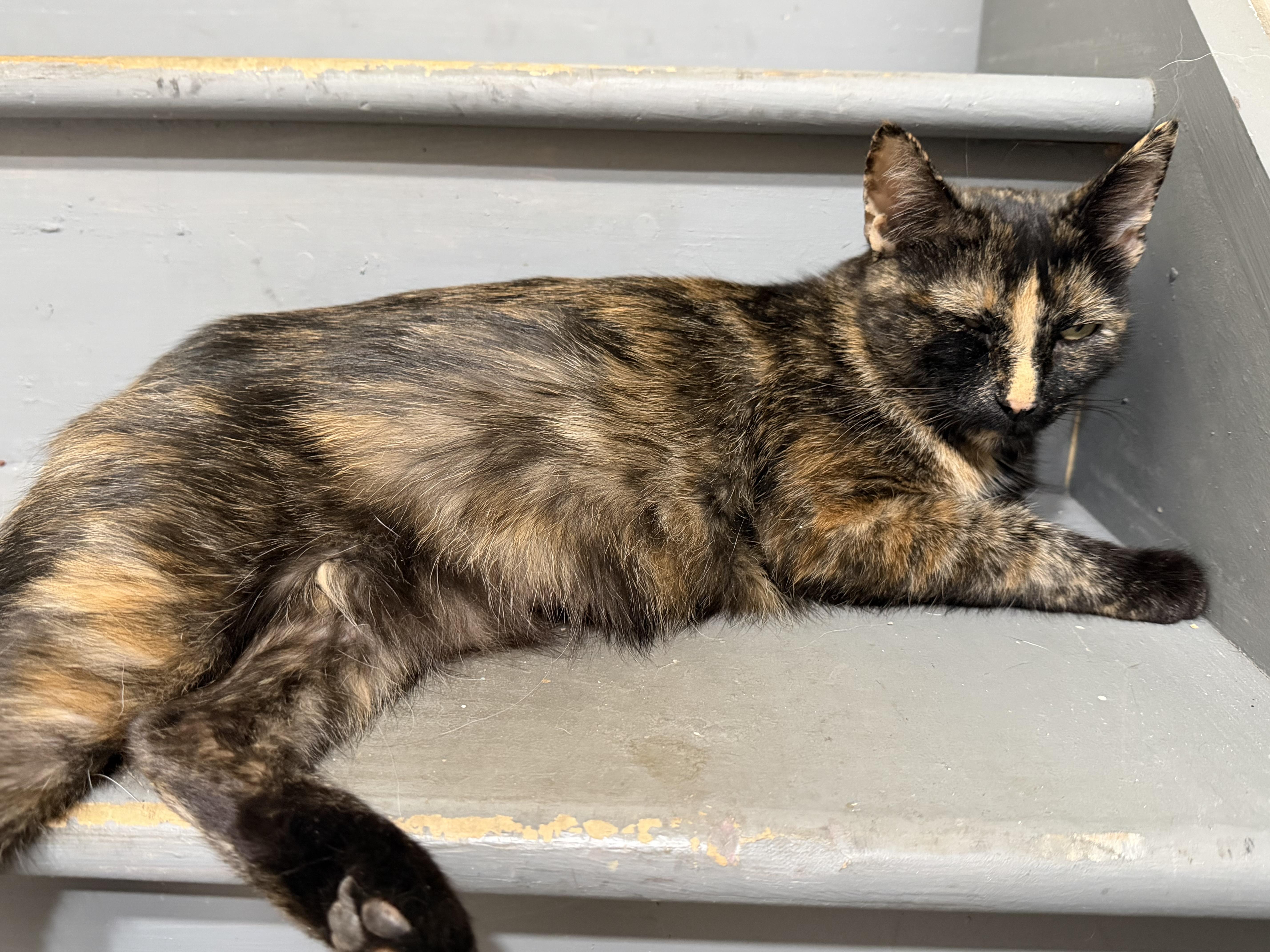 Enlarge Belle, a ADOPTABLE Tortoiseshell in Palatine, IL image 2/3