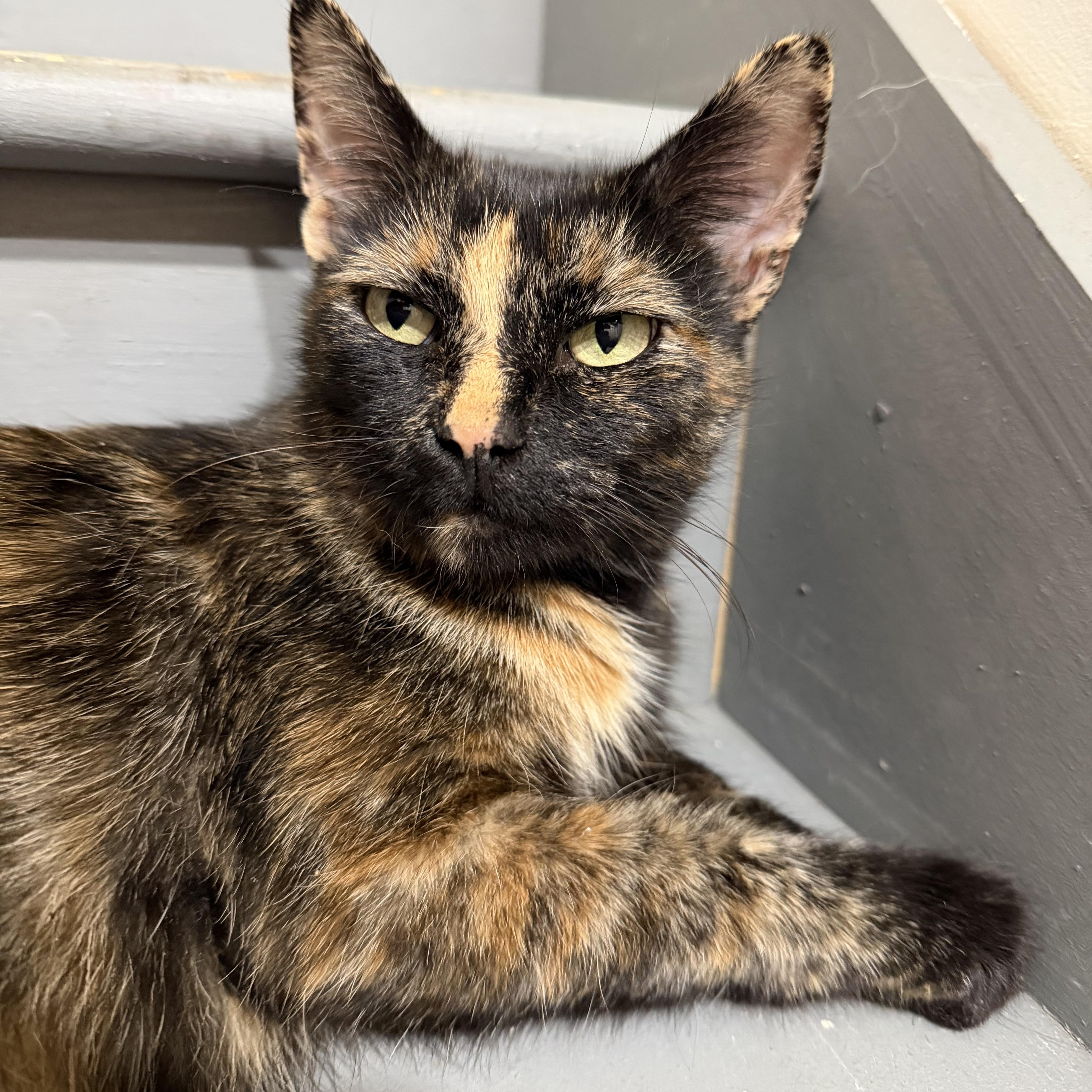 Enlarge Belle, a ADOPTABLE Tortoiseshell in Palatine, IL image 3/3