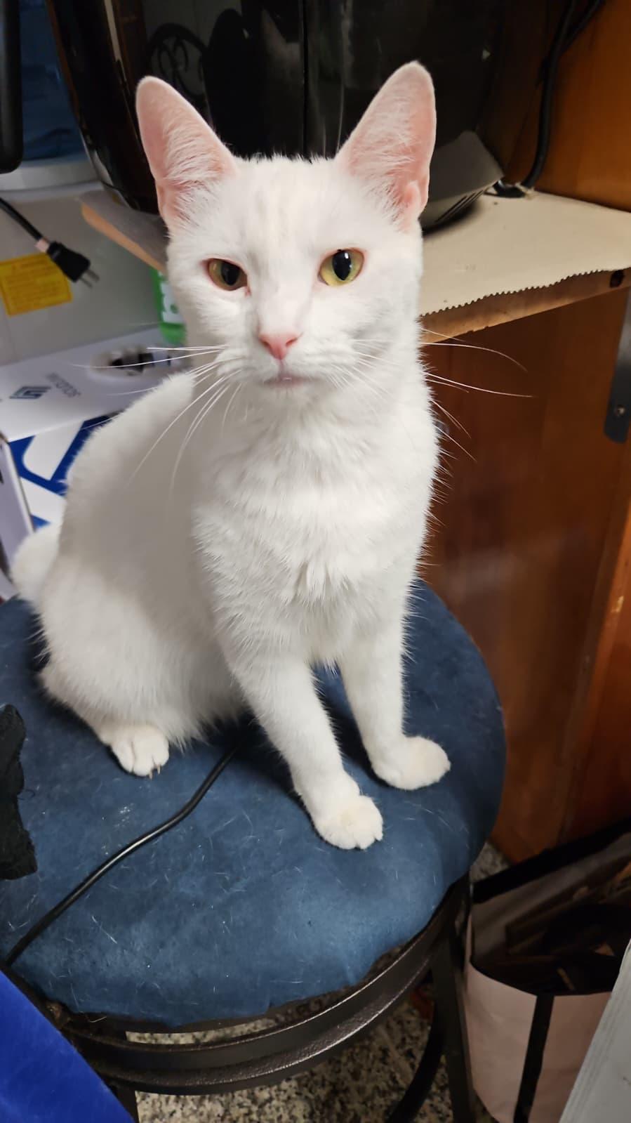 Enlarge Stella, a Adoptable Domestic Short Hair in South Ozone Park, NY image 1/4