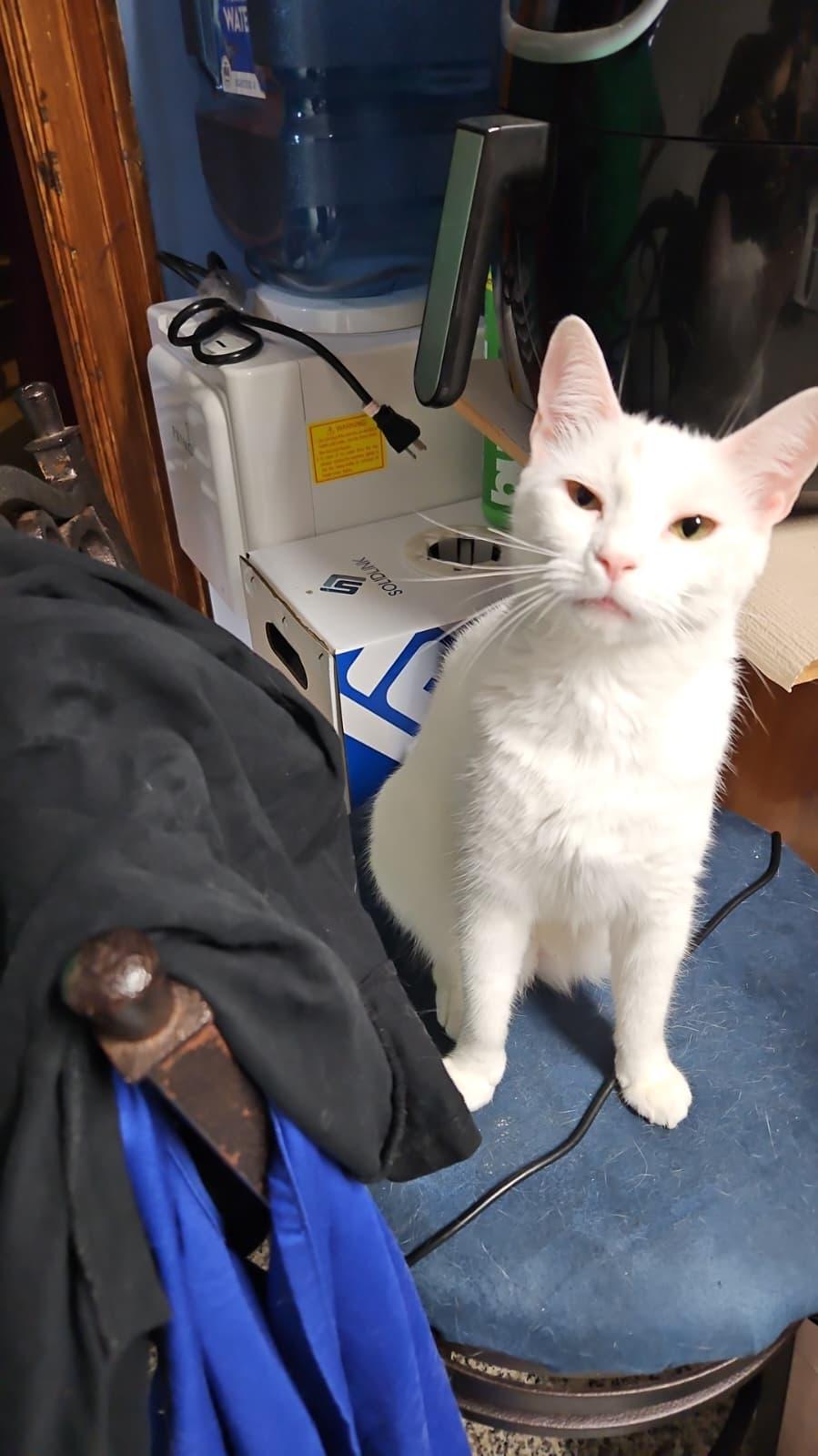 Enlarge Stella, a Adoptable Domestic Short Hair in South Ozone Park, NY image 2/4