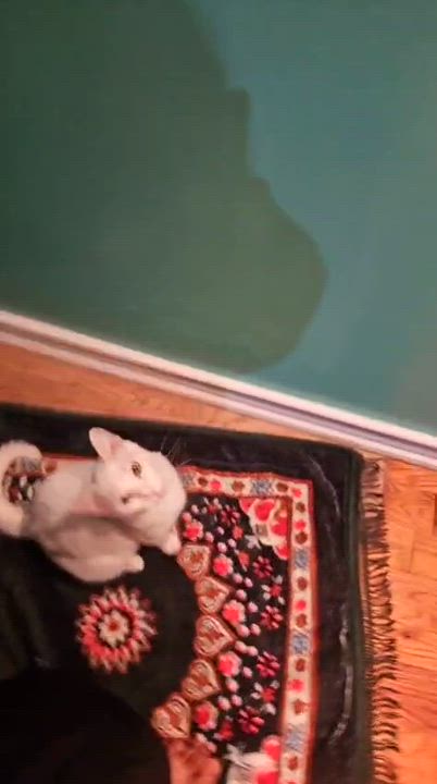 Enlarge Stella, a Adoptable Domestic Short Hair in South Ozone Park, NY video 4/4