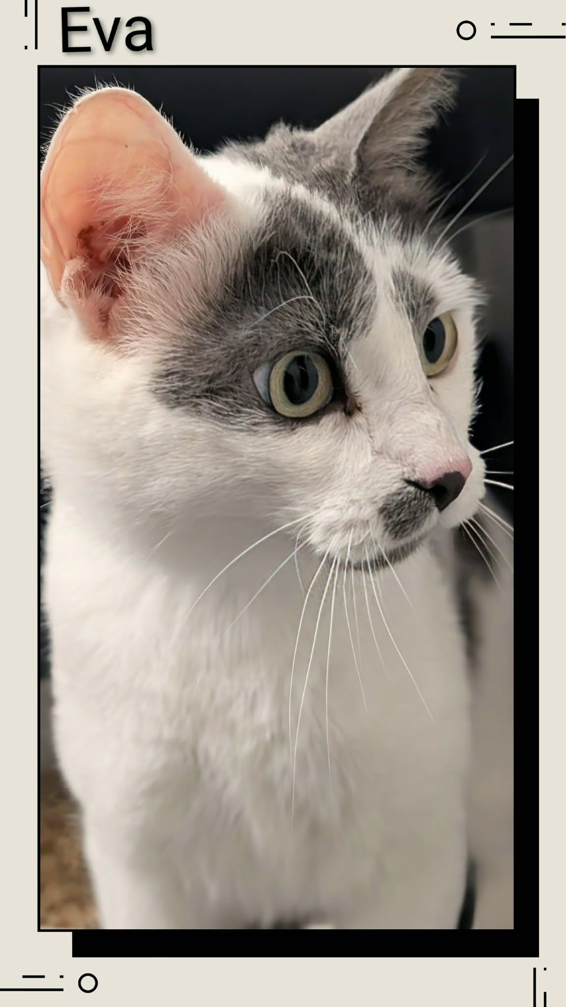 Eva, Adopted, Young Female Domestic Short Hair.