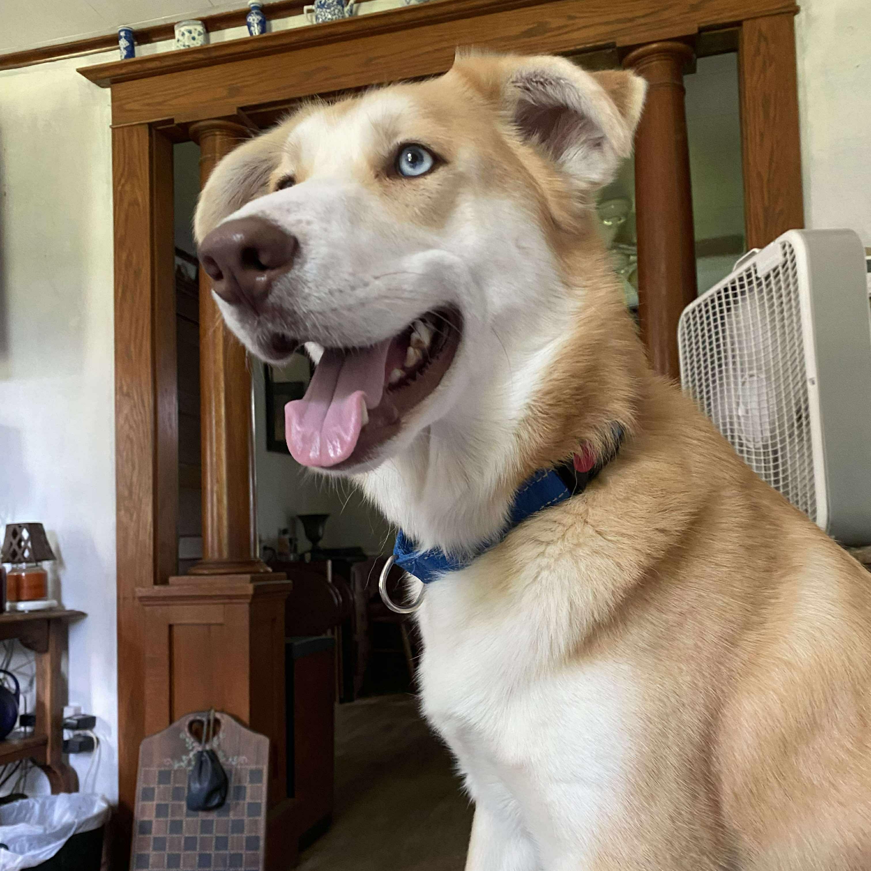 King, an adoptable Husky in Rochester, NY, 14609 | Photo Image 4