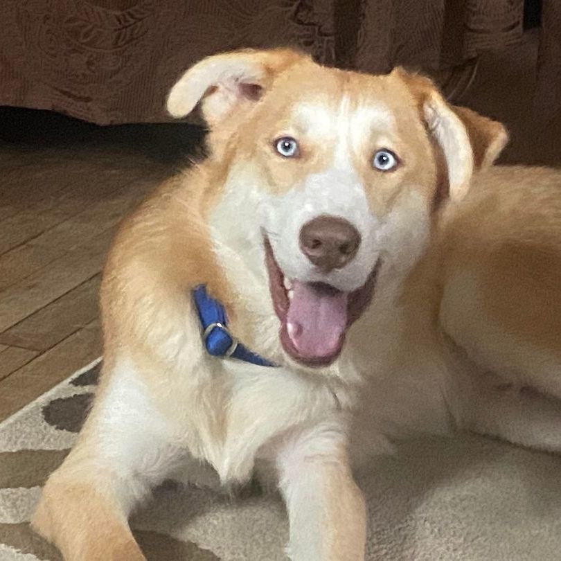 King, an adoptable Husky in Rochester, NY, 14609 | Photo Image 3
