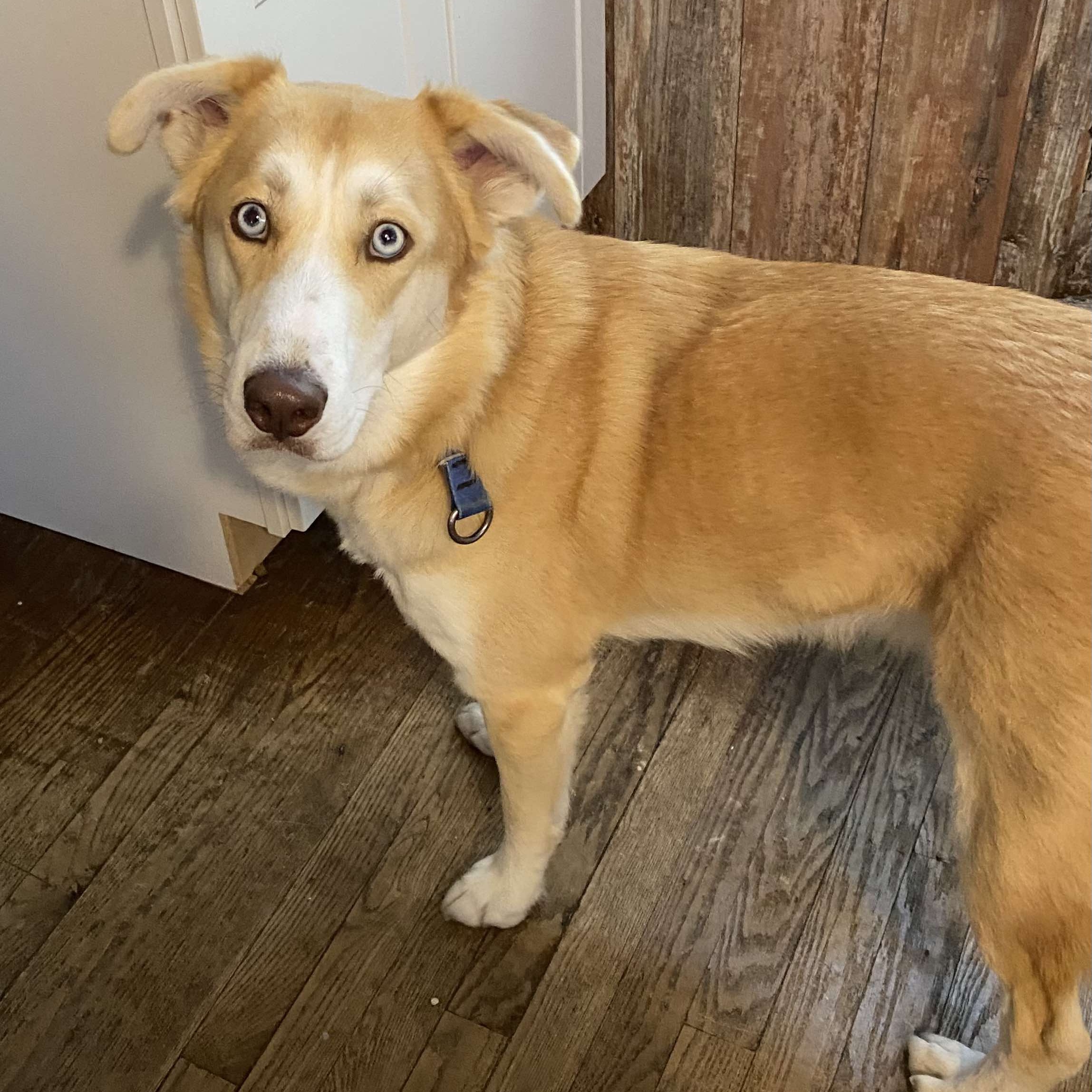 King, an adoptable Husky in Rochester, NY, 14609 | Photo Image 2