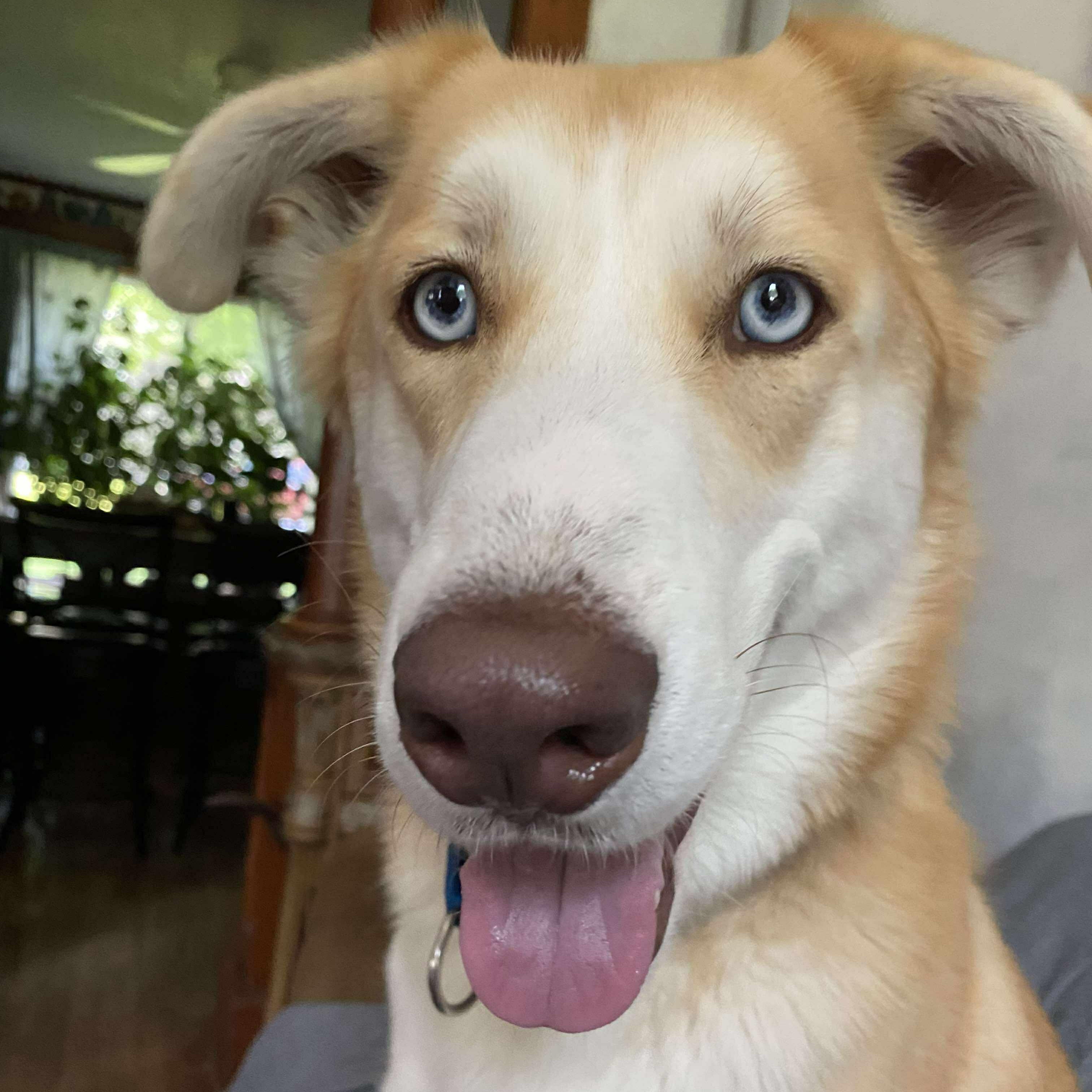 King, an adoptable Husky in Rochester, NY, 14609 | Photo Image 1