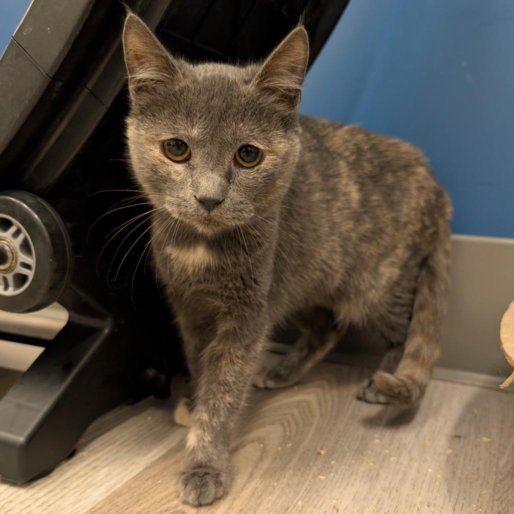 Enlarge Scarlet (C000-724) - City of Industry Location, a Adoptable Domestic Short Hair in Chino Hills, CA image 1/6