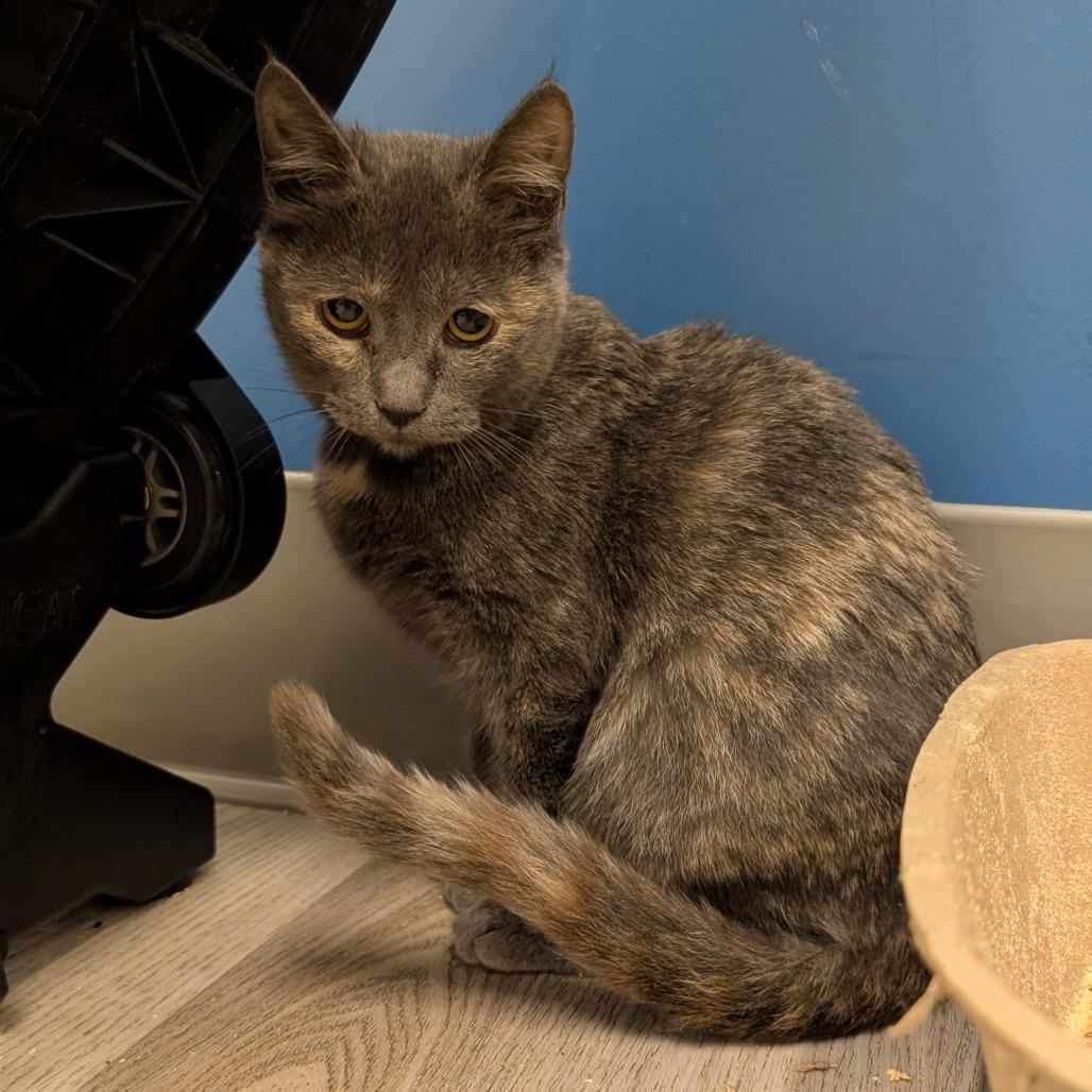 Enlarge Scarlet (C000-724) - City of Industry Location, a Adoptable Domestic Short Hair in Chino Hills, CA image 2/6