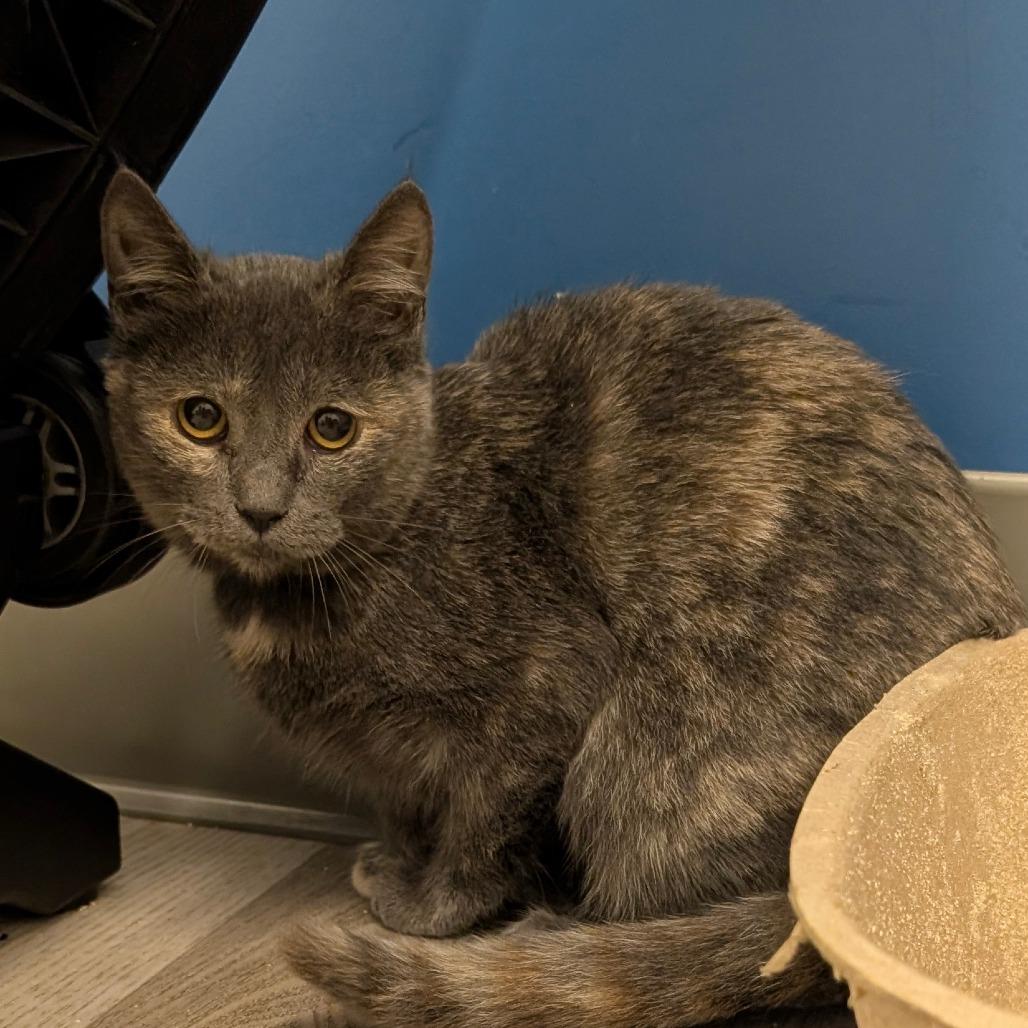 Enlarge Scarlet (C000-724) - City of Industry Location, a Adoptable Domestic Short Hair in Chino Hills, CA image 4/6