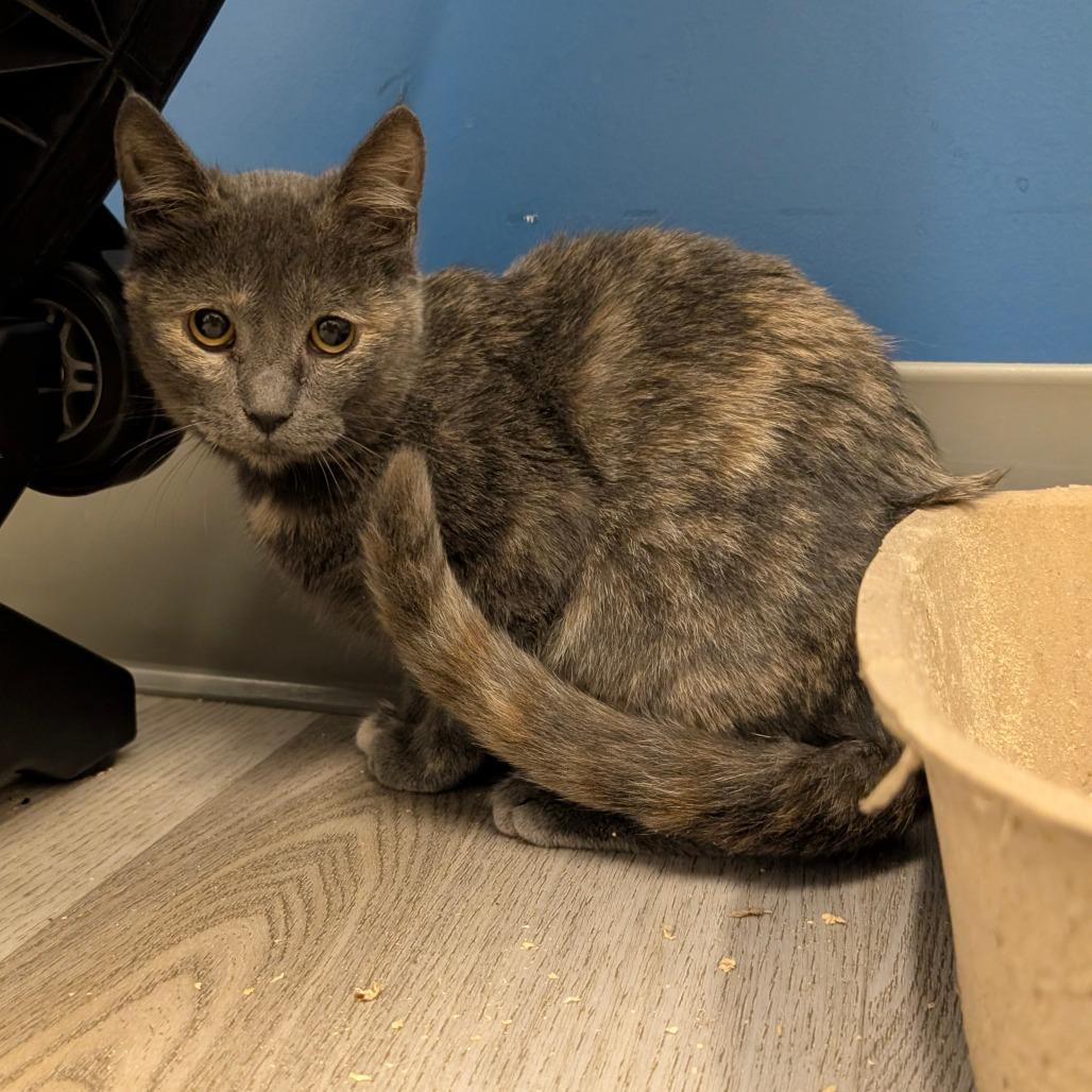 Enlarge Scarlet (C000-724) - City of Industry Location, a Adoptable Domestic Short Hair in Chino Hills, CA image 5/6