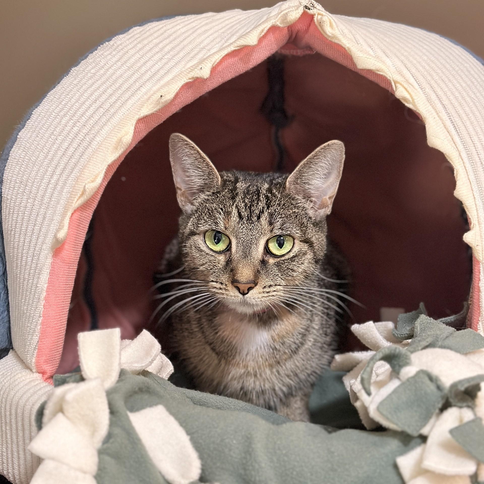 Enlarge Arya, a ADOPTABLE Domestic Short Hair in Victor, NY image 5/5