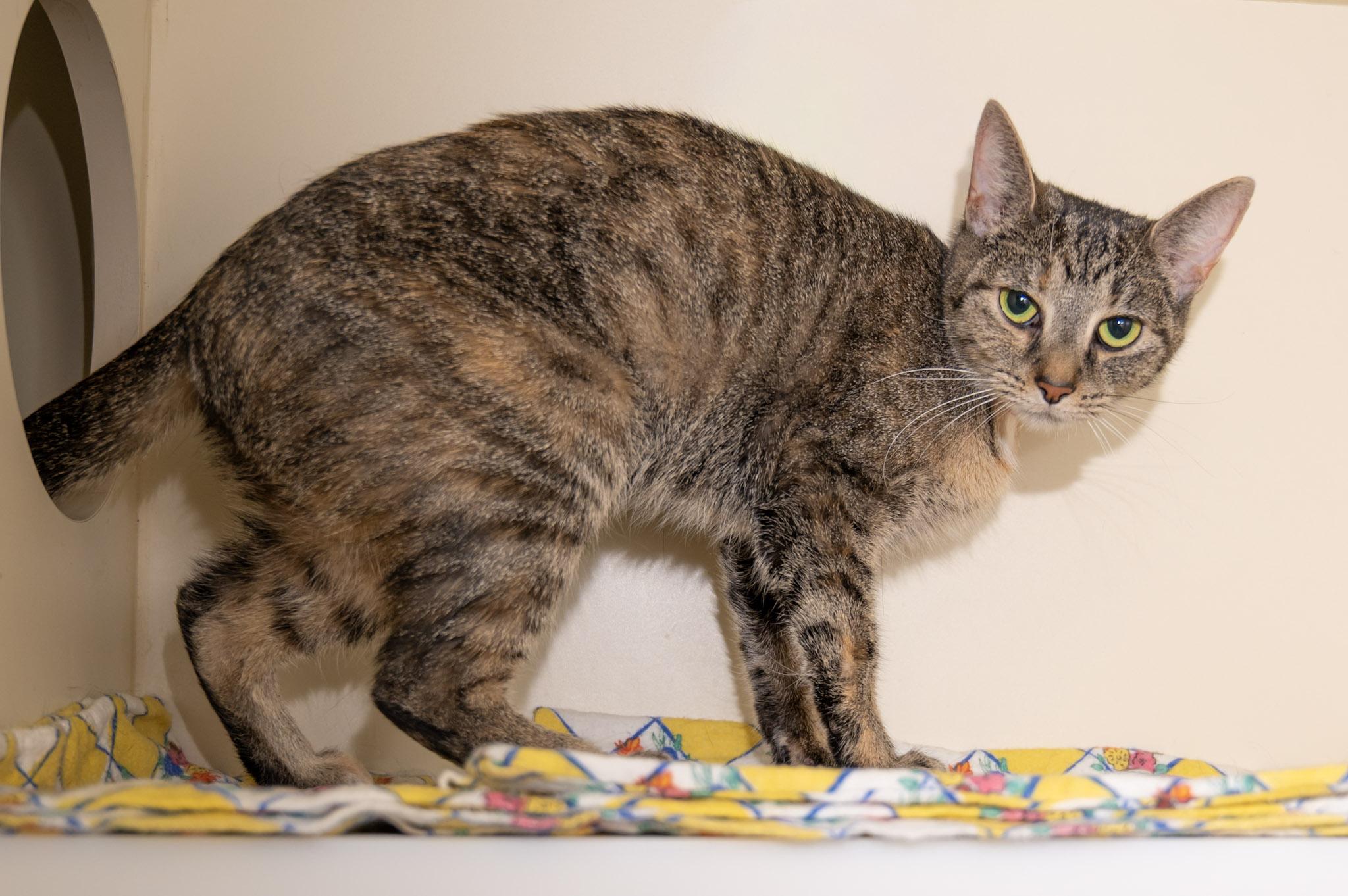 Enlarge Arya, a ADOPTABLE Domestic Short Hair in Victor, NY image 4/5