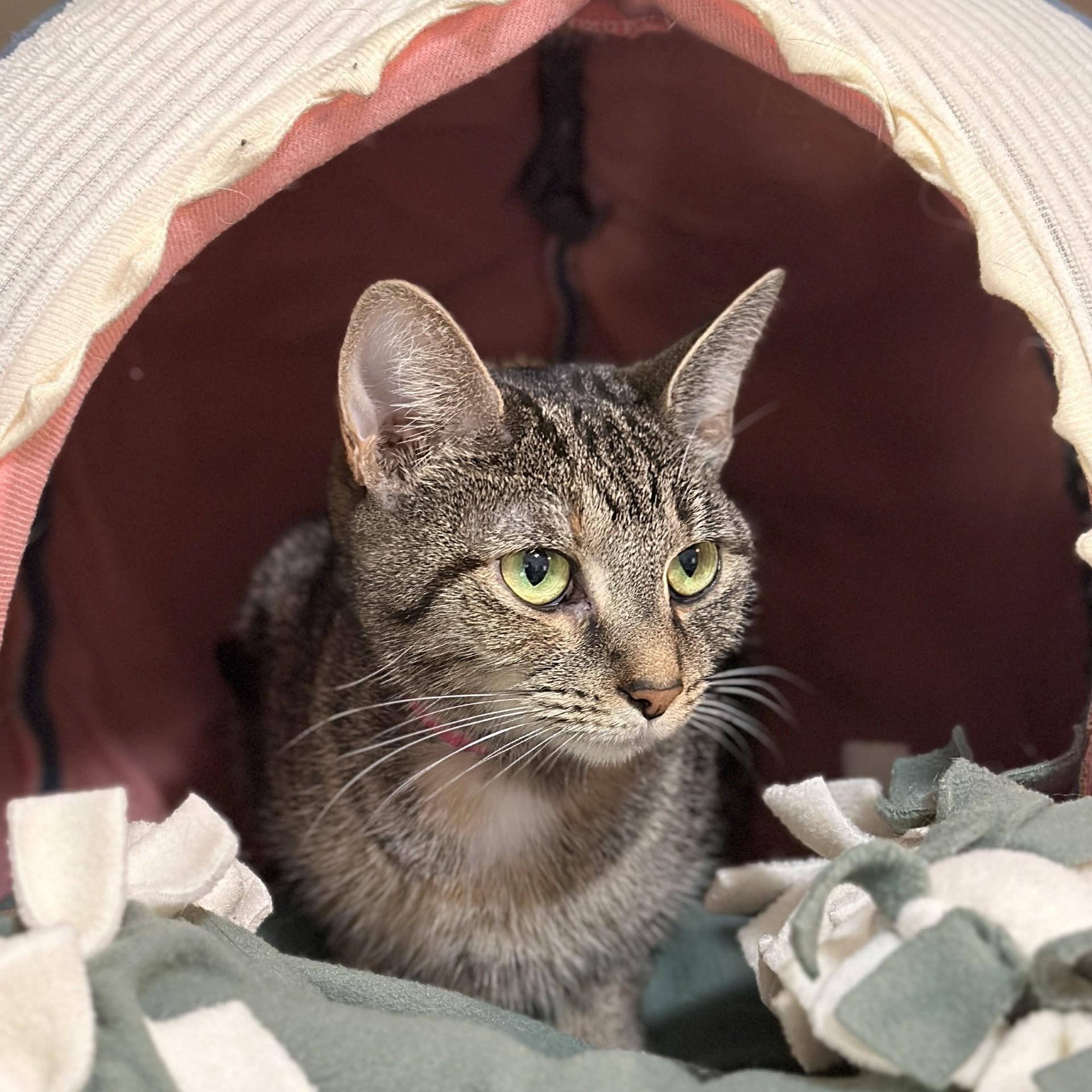 Arya, ADOPTABLE, Adult Female Domestic Short Hair.