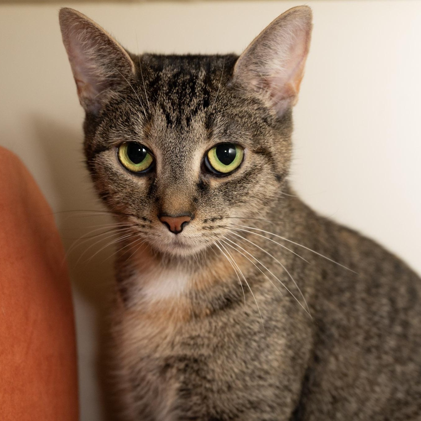 Enlarge Arya, a ADOPTABLE Domestic Short Hair in Victor, NY image 2/5