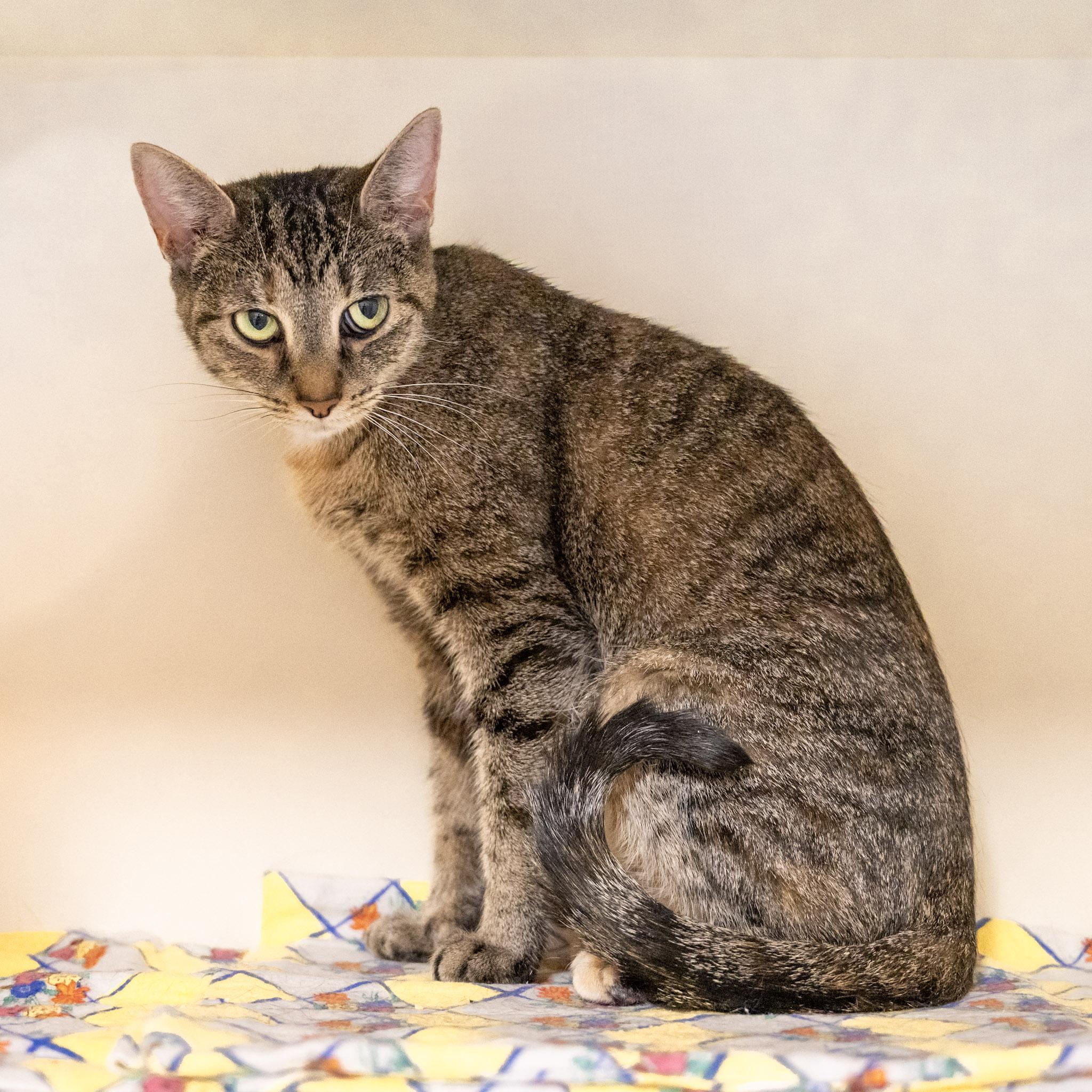 Enlarge Arya, a ADOPTABLE Domestic Short Hair in Victor, NY image 3/5