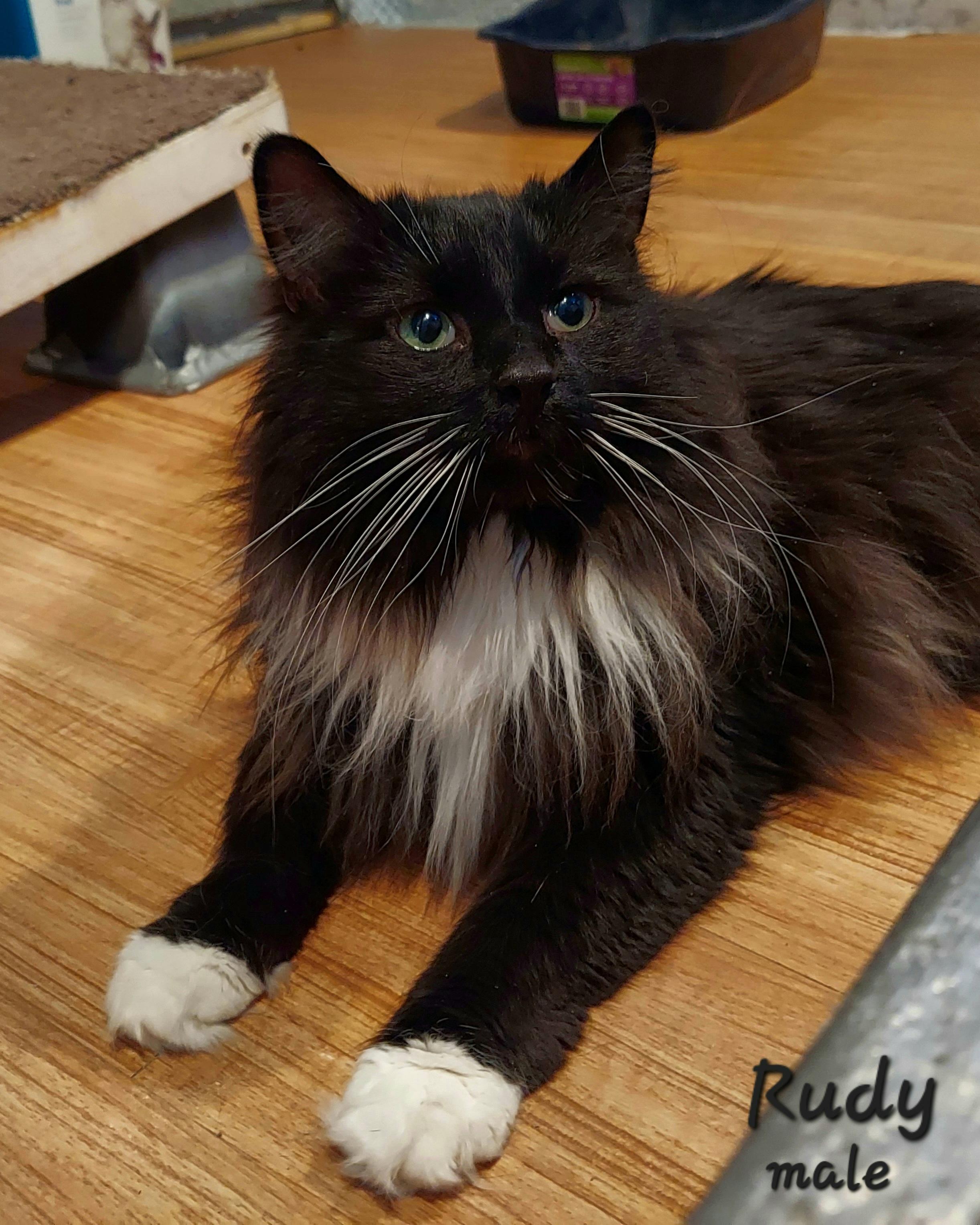 Rudy, ADOPTABLE, Adult Male Domestic Long Hair.