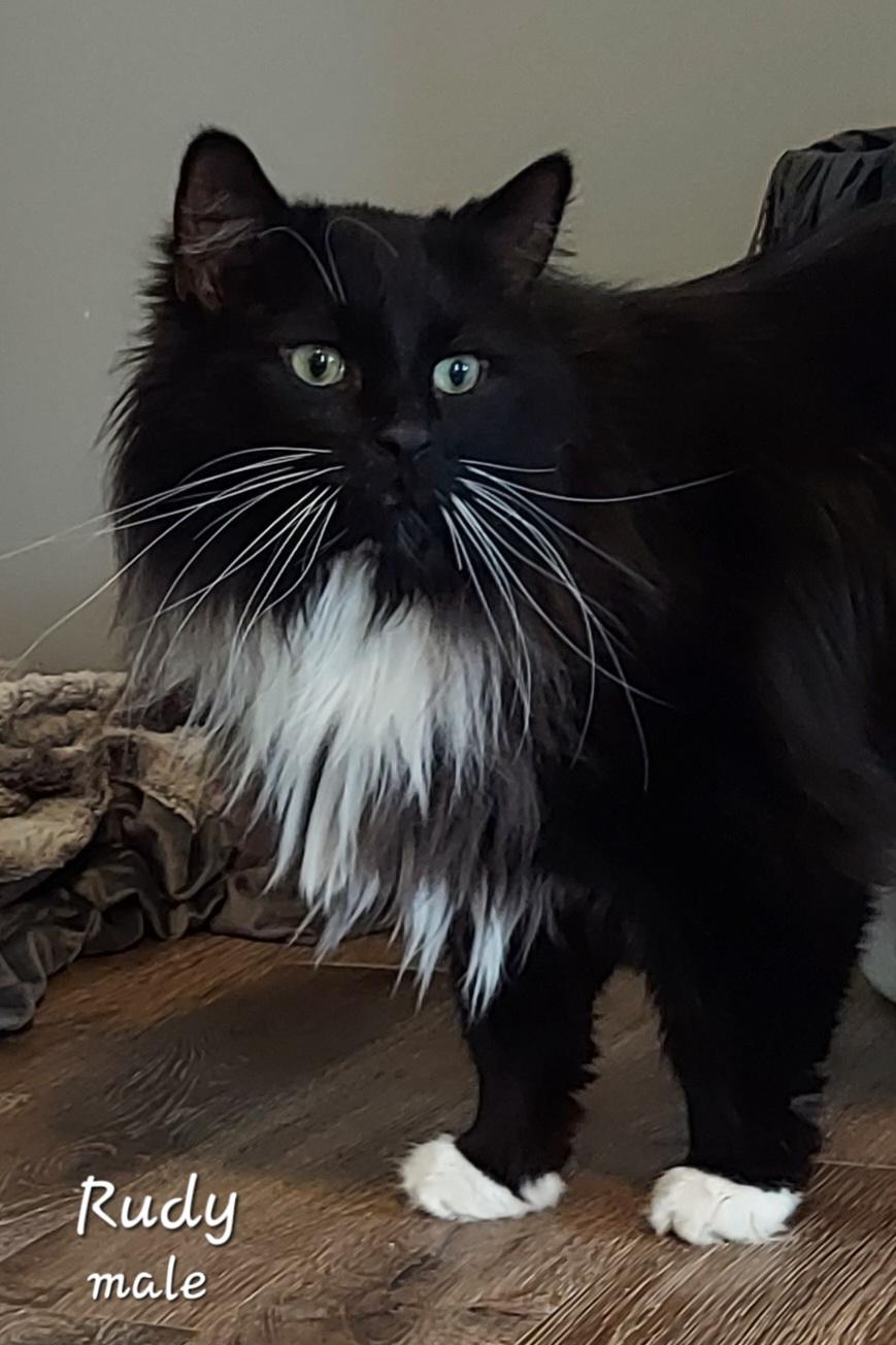 Rudy, a ADOPTABLE Domestic Long Hair in Lewis Center, OH image 1/2