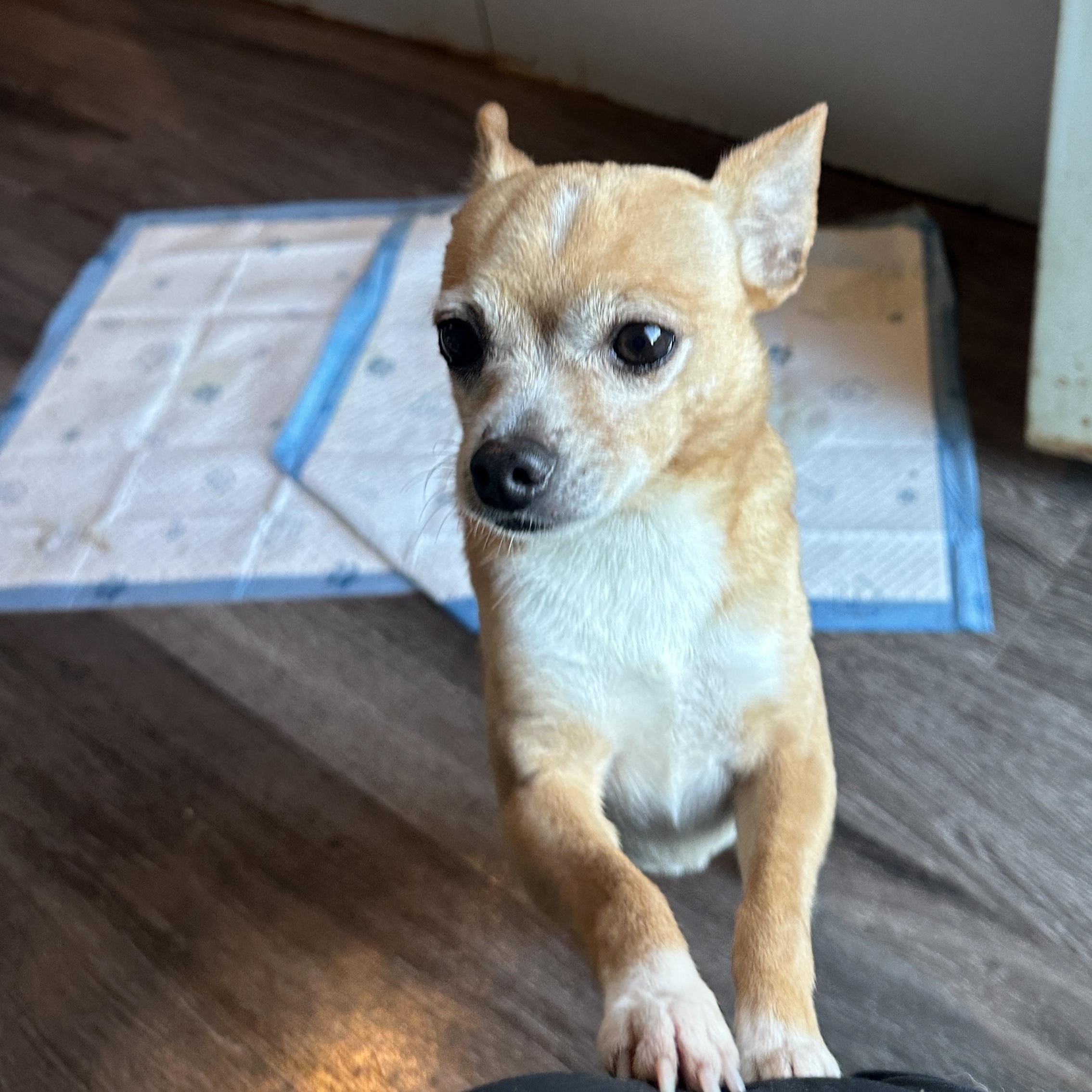 Enlarge Teddy, a Adopted Chihuahua in Sheridan, OR image 4/6