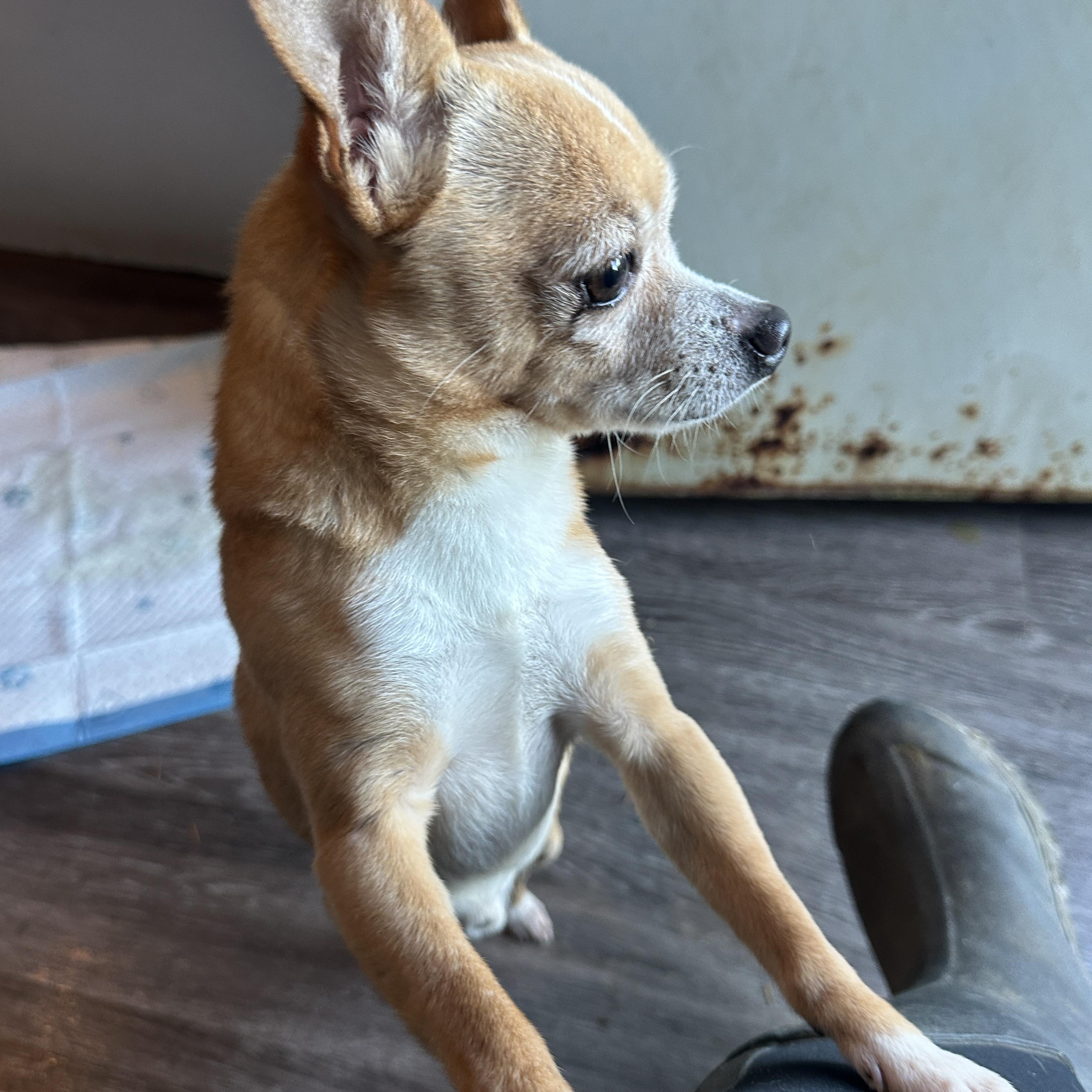 Enlarge Teddy, a Adopted Chihuahua in Sheridan, OR image 3/6
