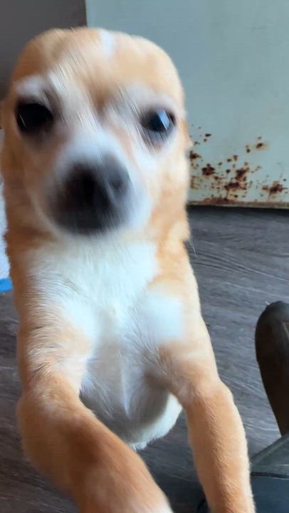 Enlarge Teddy, a Adopted Chihuahua in Sheridan, OR video 5/6
