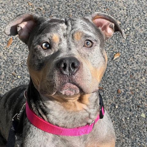 Mojave, Adoptable, Adult Female Pit Bull Terrier.