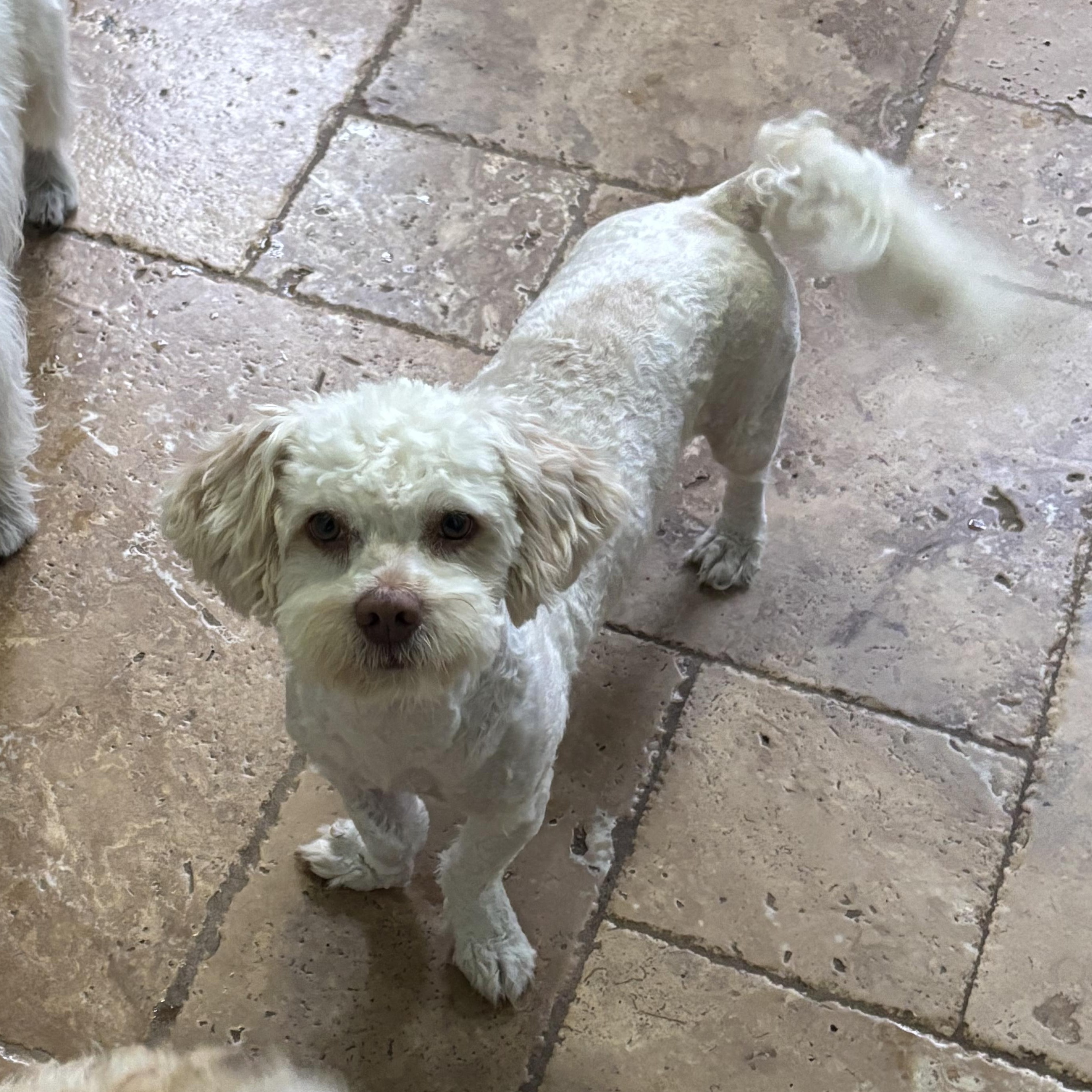 Enlarge Frankie, a Adoptable mixed breed in Spring, TX image 3/6