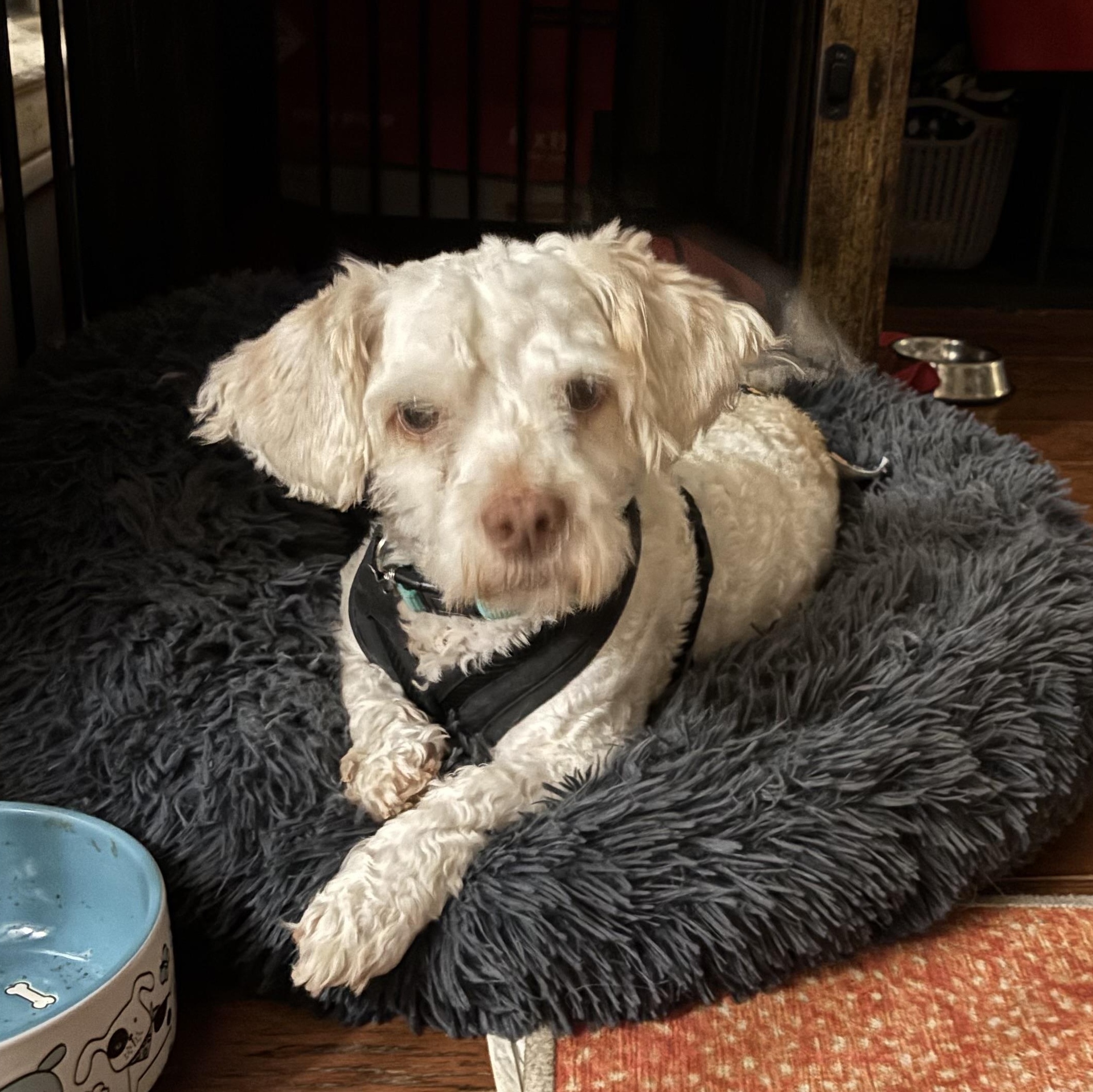 Frankie, Adoptable, Adult Male Terrier & Mixed Breed.