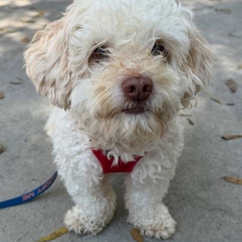 Enlarge Frankie, a Adoptable mixed breed in Spring, TX image 6/6