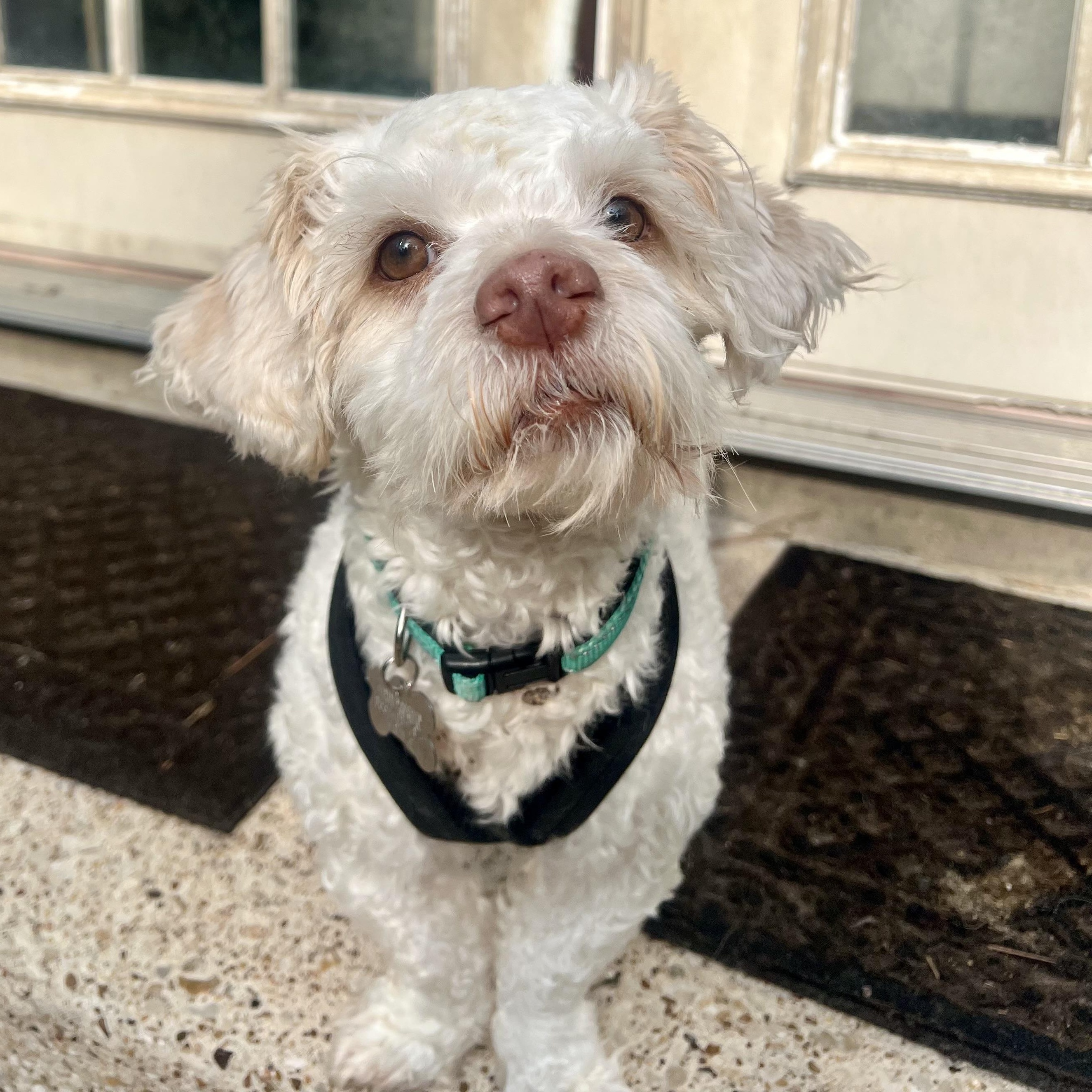 Enlarge Frankie, a Adoptable mixed breed in Spring, TX image 2/3