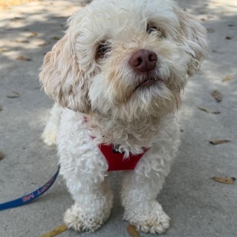 Frankie, Adoptable, Adult Male Terrier & Mixed Breed.