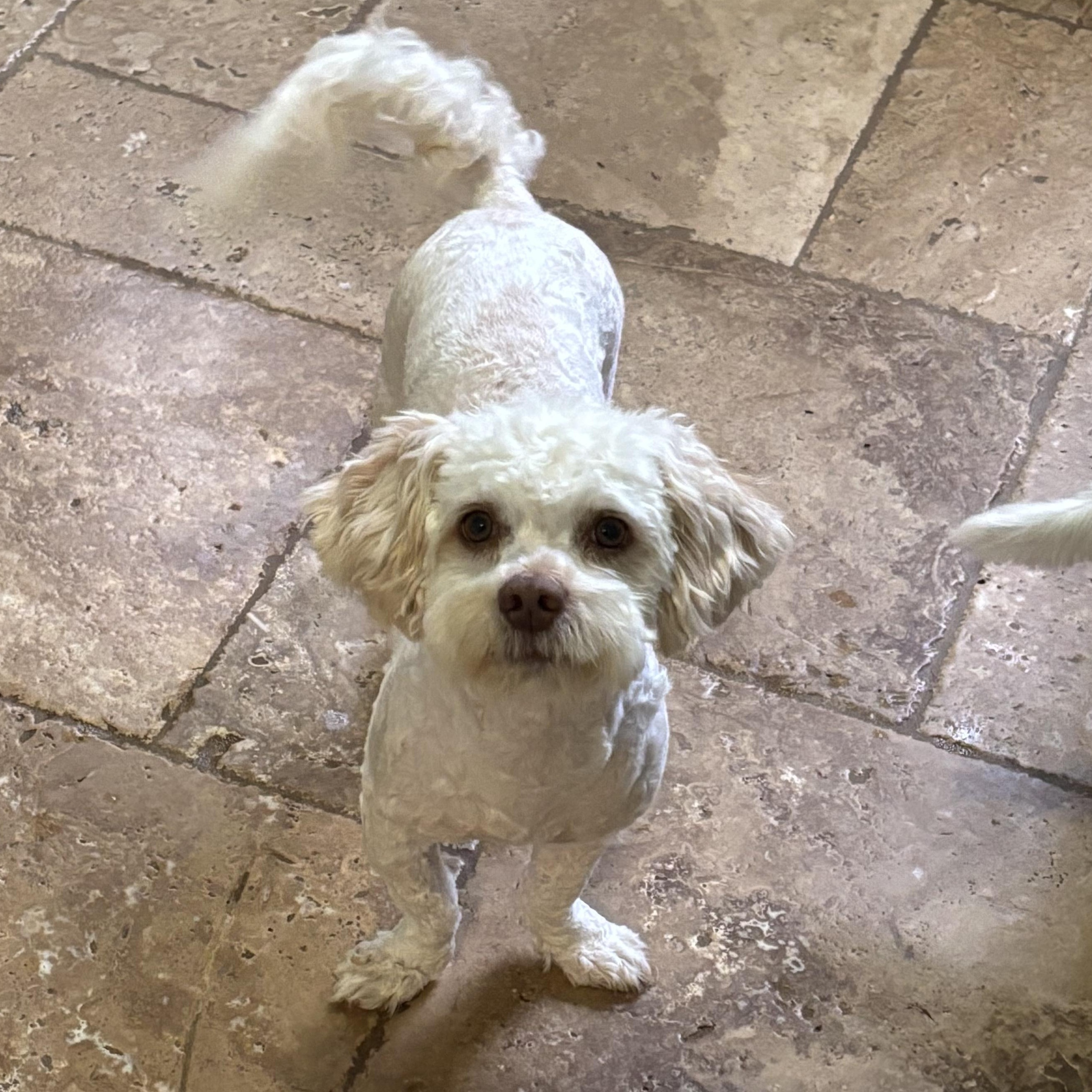 Enlarge Frankie, a Adoptable mixed breed in Spring, TX image 2/6